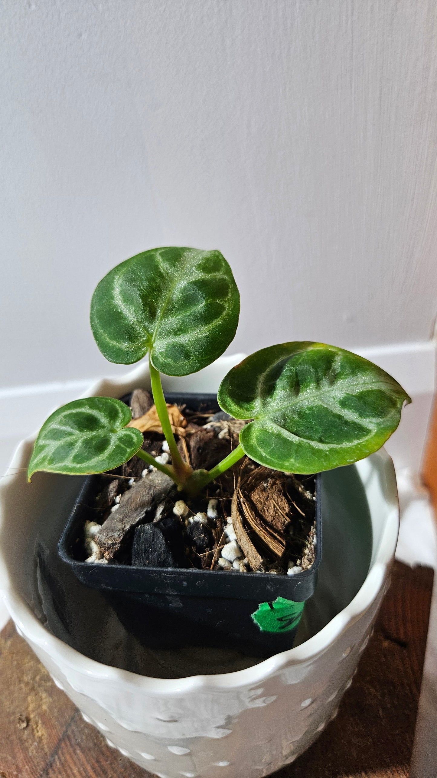Anthurium Dorayaki Silver "format SEEDLING"( ANT-581)