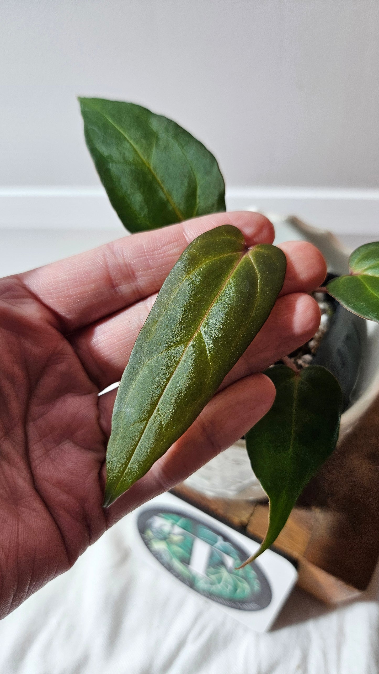 Anthurium Papillilaminum Red Stem  "format PETIT" (ANT-594)