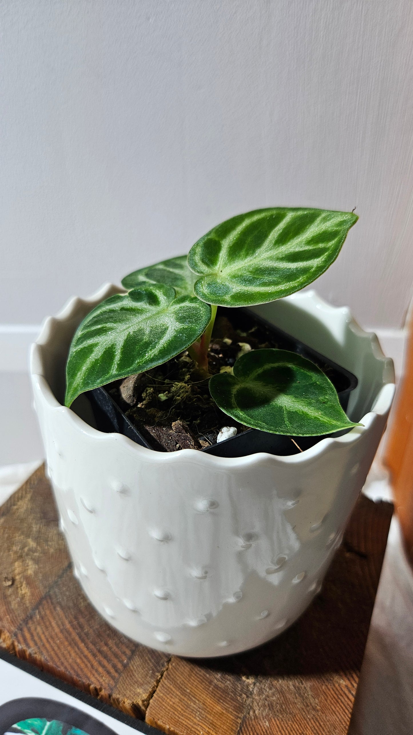 Anthurium Dorayaki Silver "format PETIT"( ANT-580)