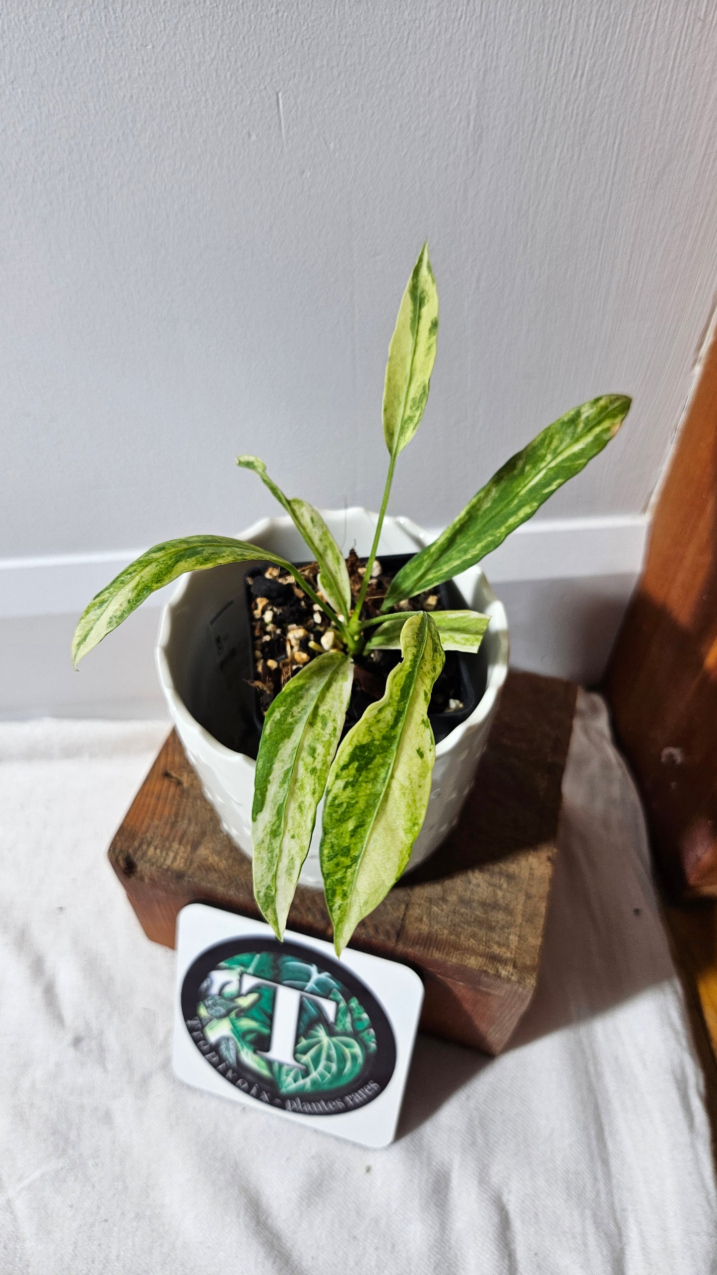 Anthurium Vittarifolium Variegata "format PETIT" (ANT-556)