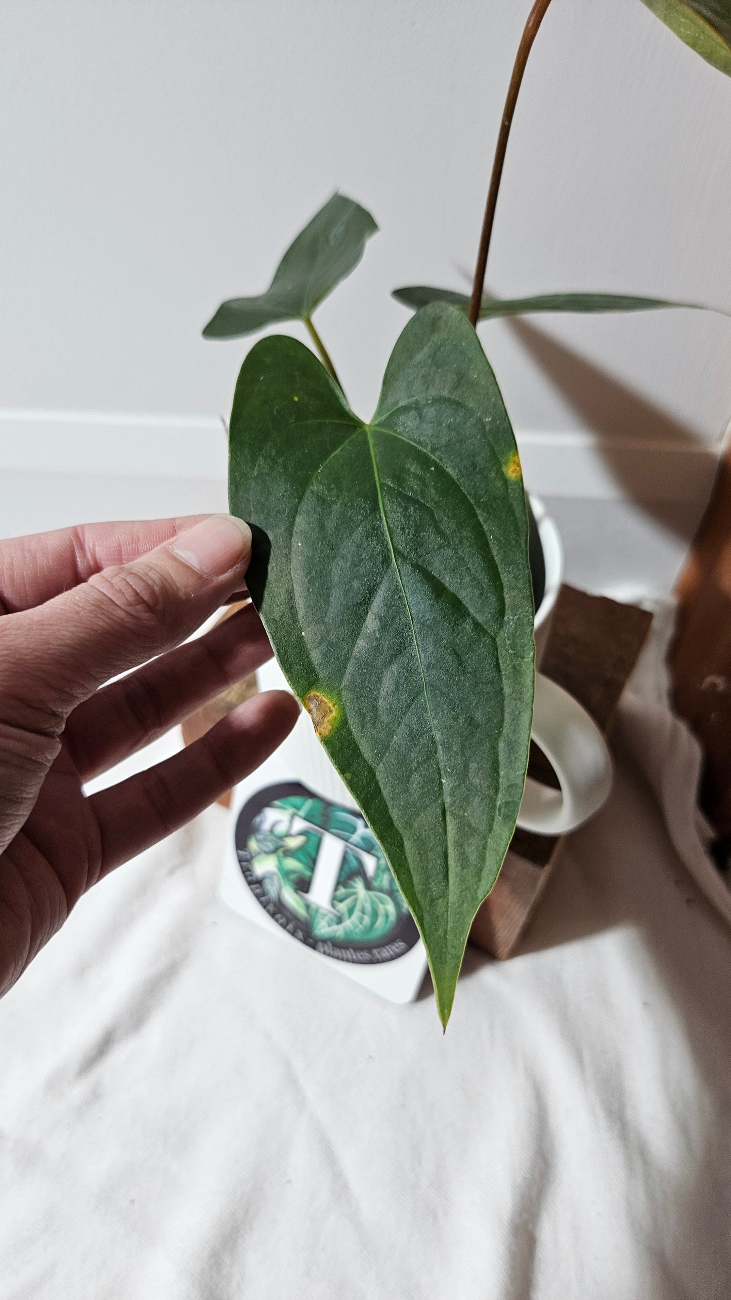 Anthurium Magnificum X AOS X Napo "format MOYEN" (ANT-637)