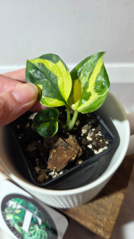 Epipremnum Lemon Meringue (EPI-228)