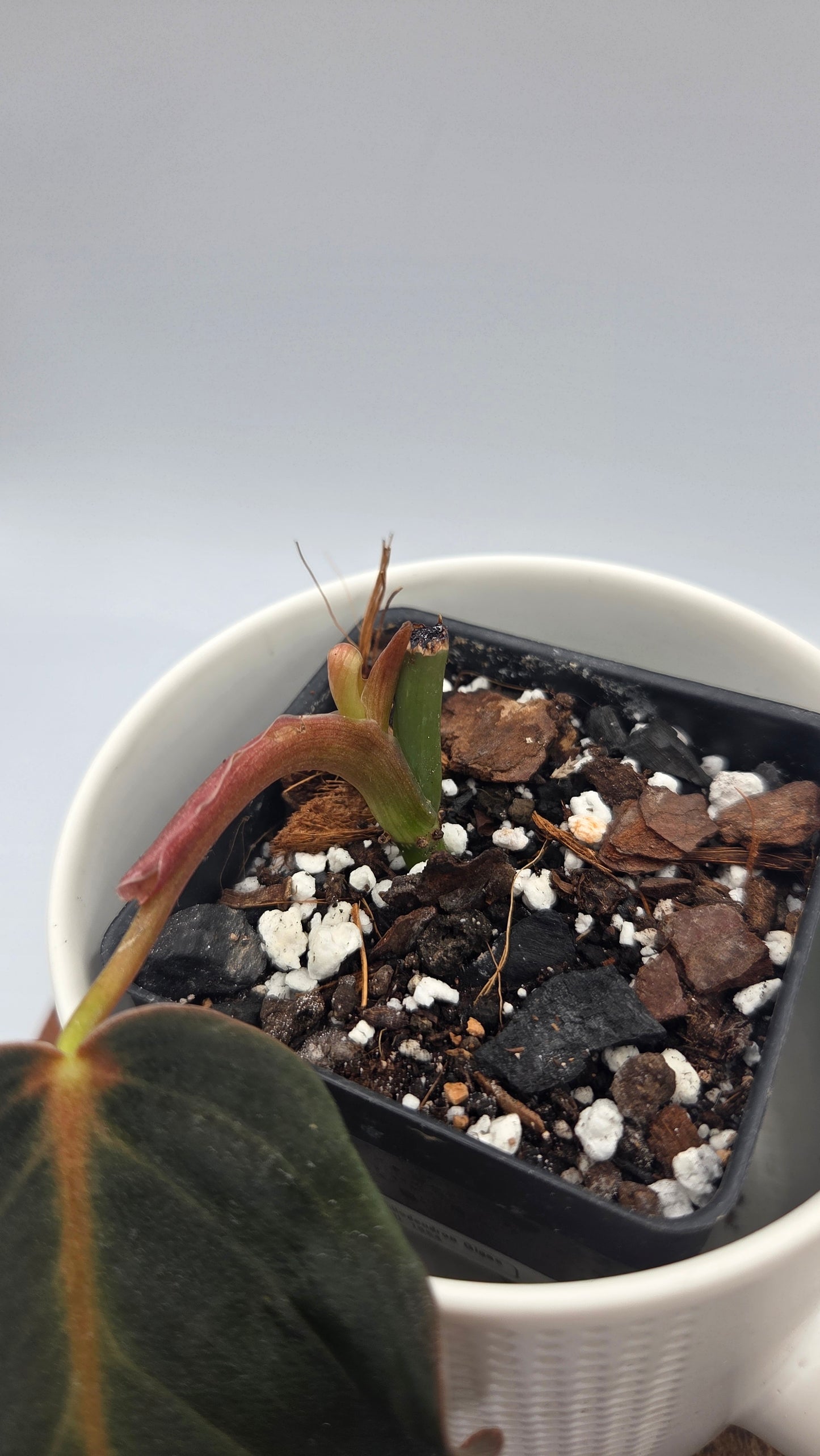 Philodendron Gigas (PHI-1054)