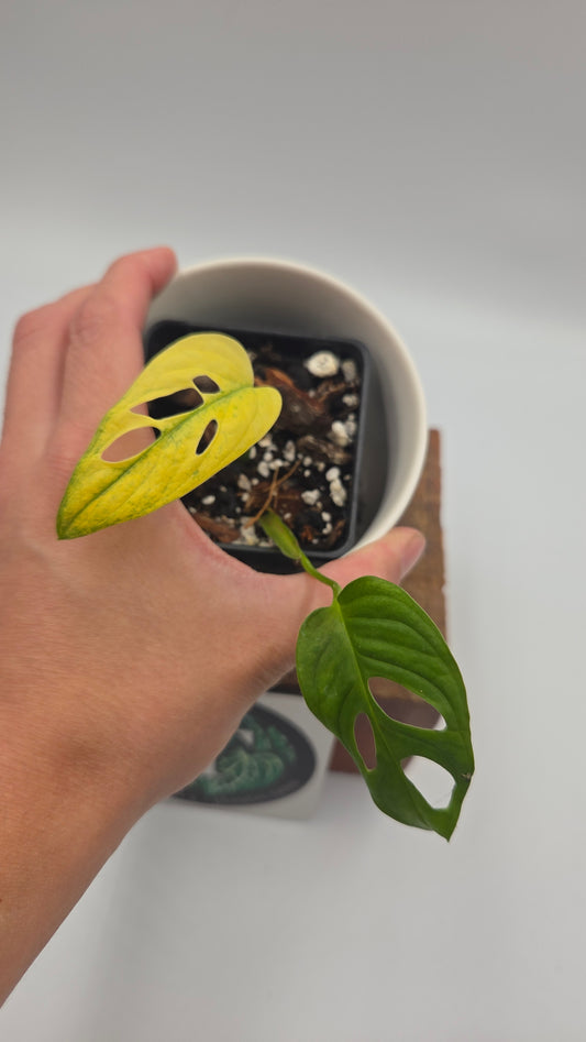 Monstera Andasonii Archipelago Ghost (MON-566)