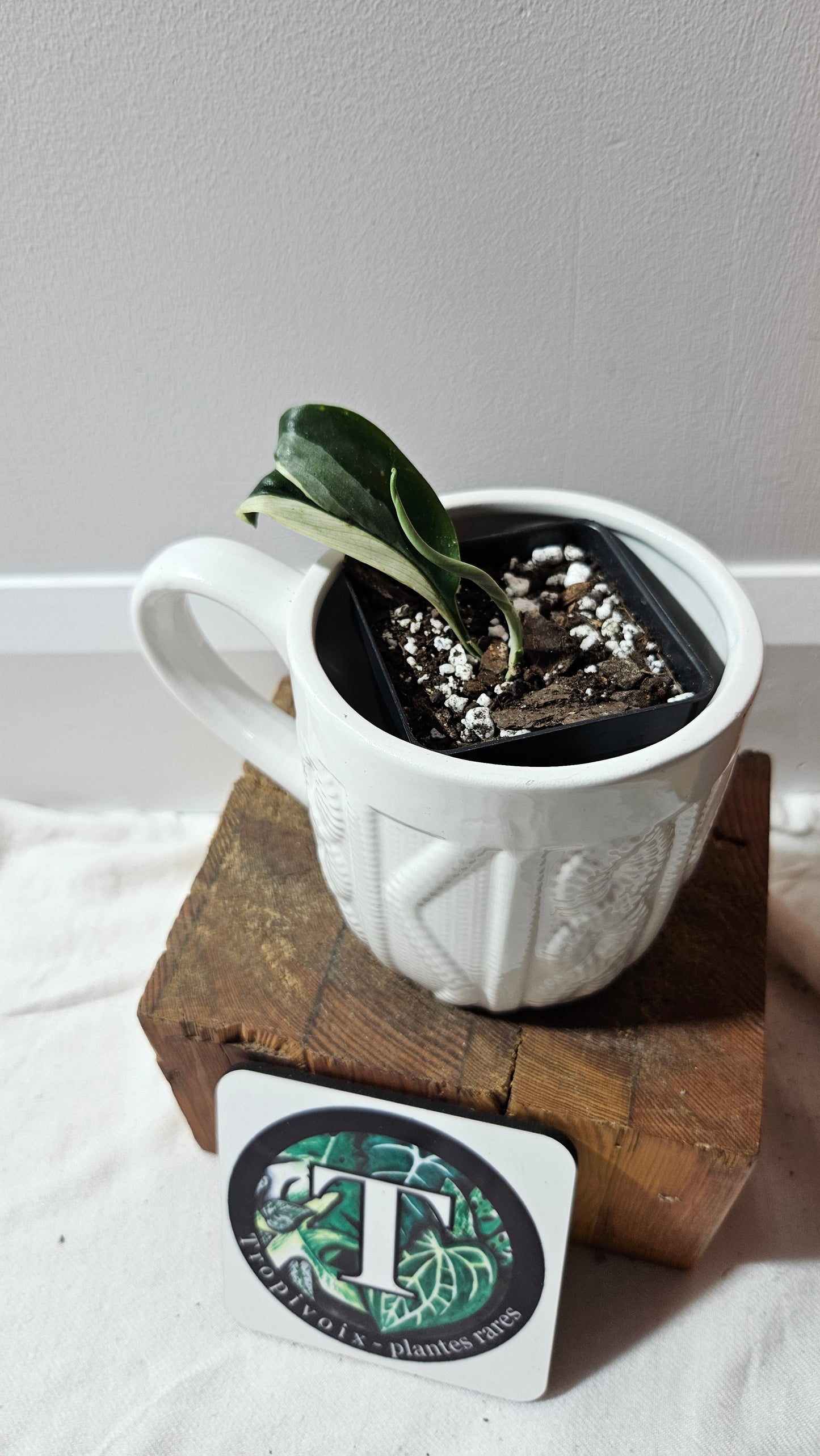 Scindapsus Treubii Dark Form albo (SCI-1265)