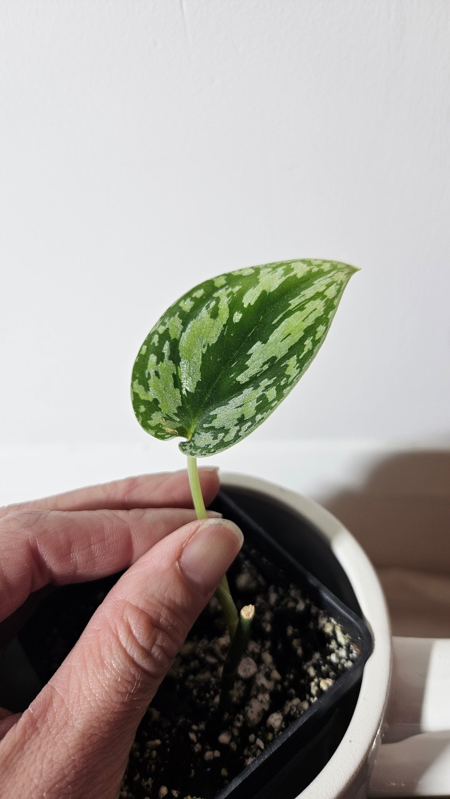 Scindapsus Bornéo Tricolore (SCI-553)