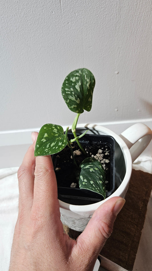 Scindapsus Tricolor Dark Form (SCI-1134)