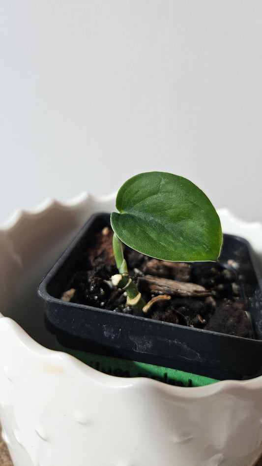 Scindapsus Silver Splash "Green on Green" (SCI-1030)