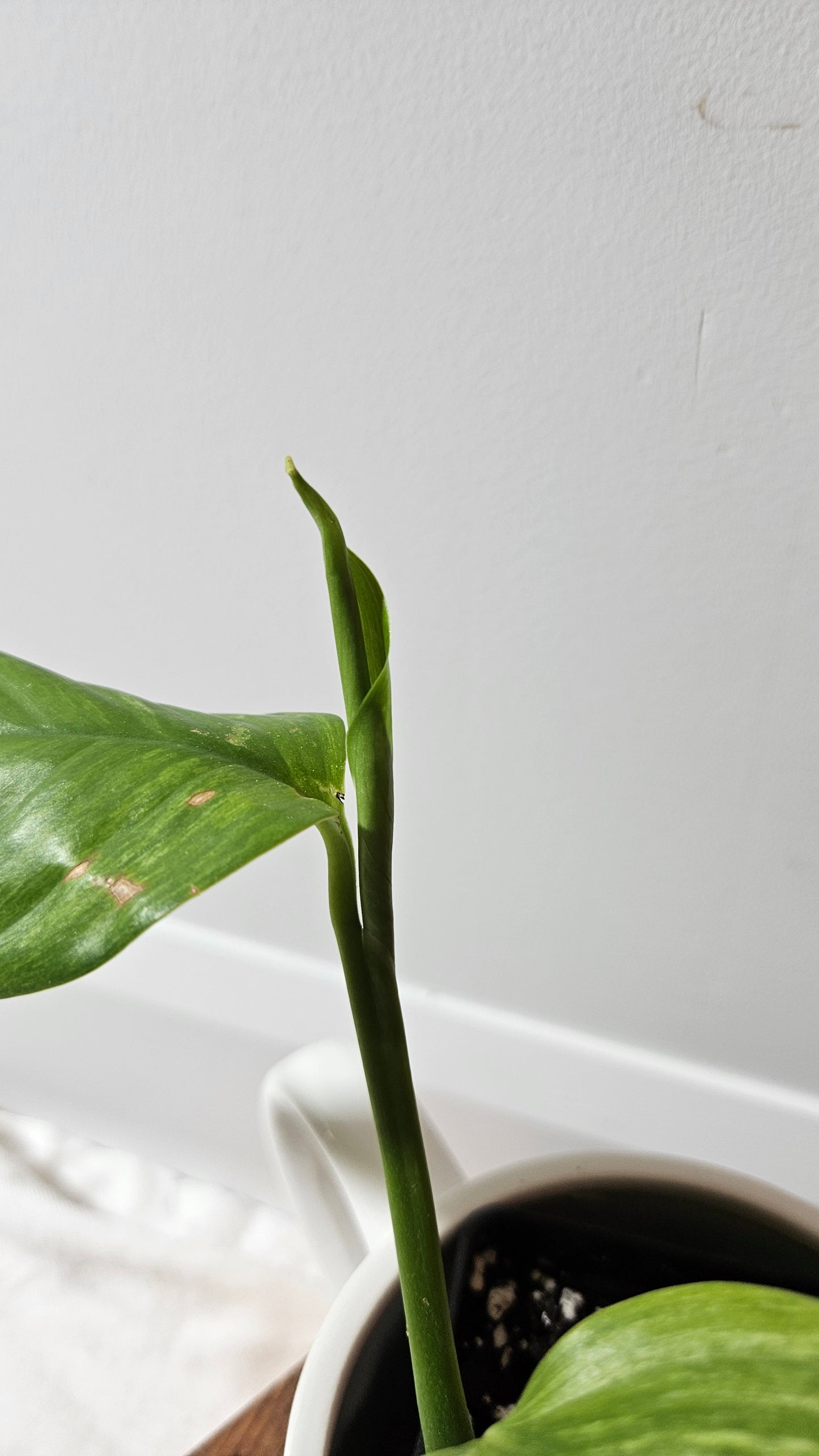 Scindapsus Longistipitatum Mint (SCI-1316)