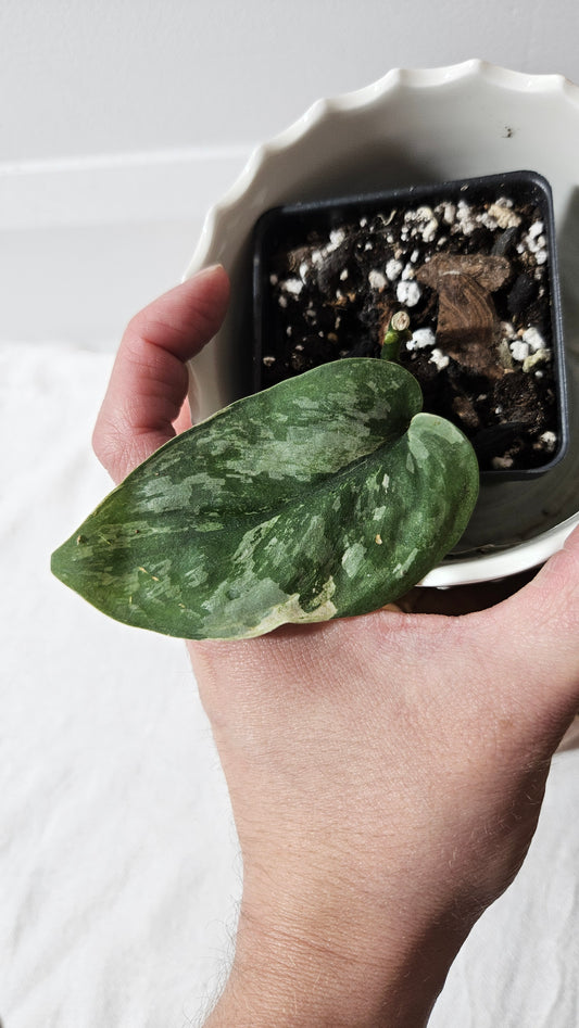 Scindapsus Kencana (SCI-1017)