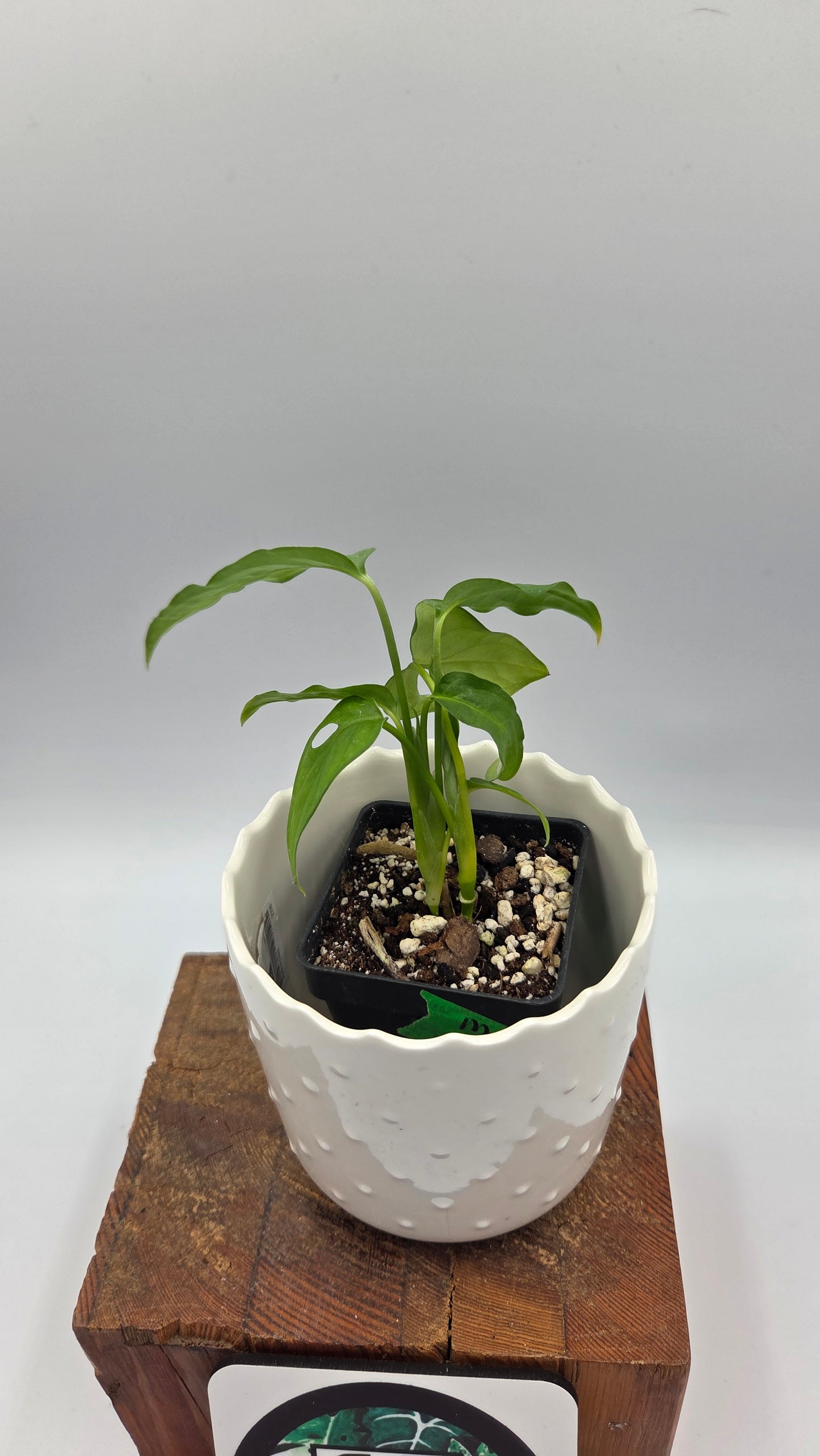 Monstera Obliqua Aff Amazonas (MON-558)