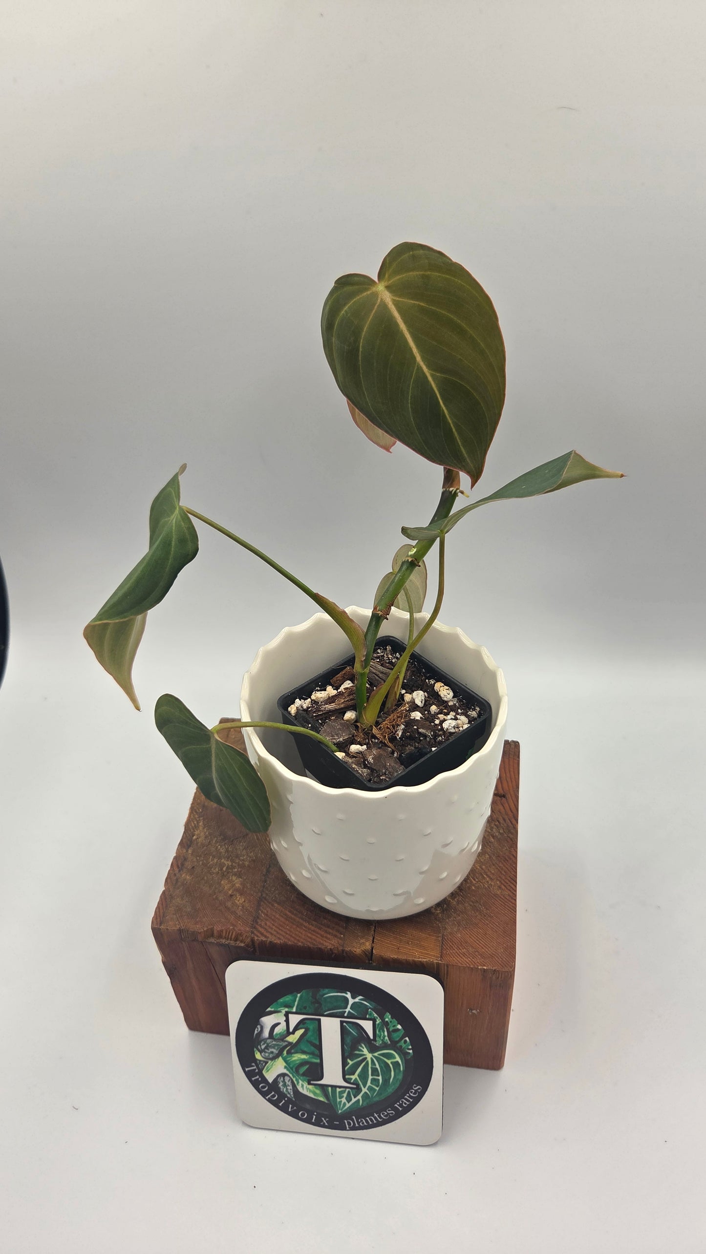 Philodendron Glorious (PHI-1039)