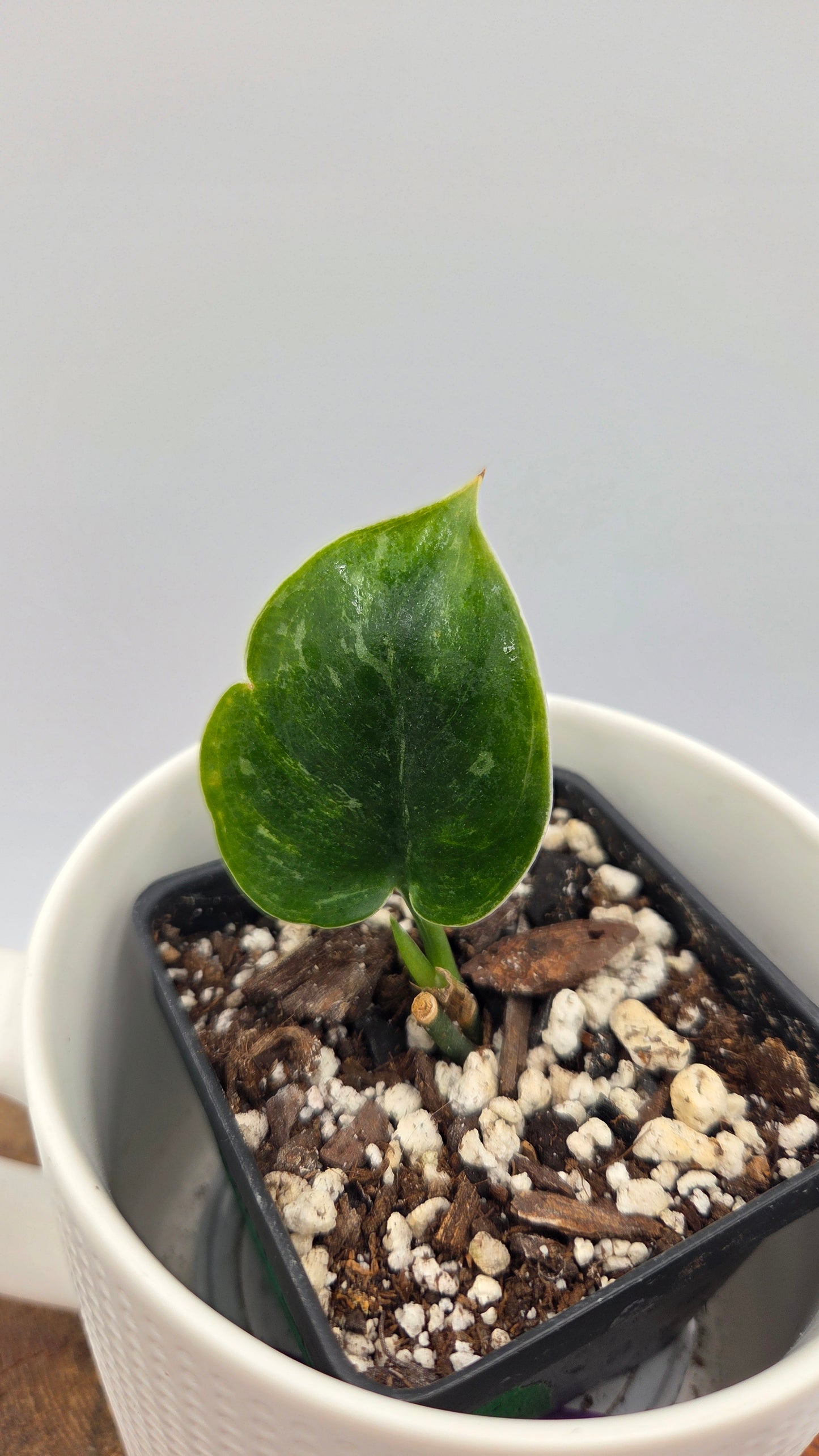 Scindapsus Exotica Sulawesi (SCI-1108)