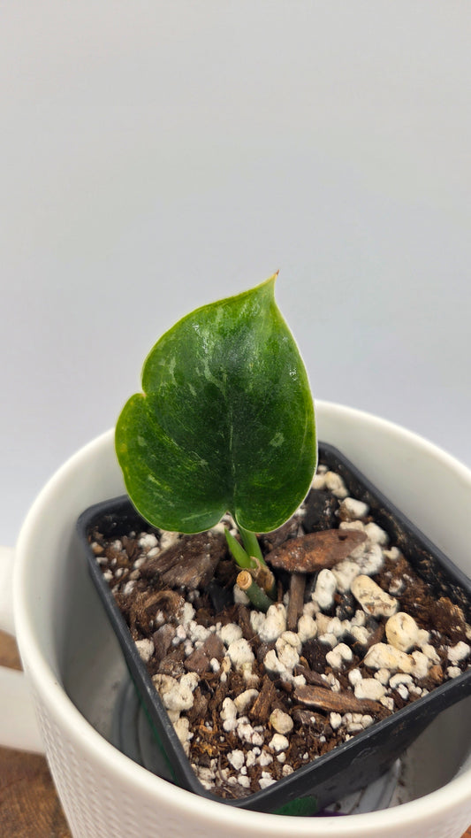 Scindapsus Exotica Sulawesi (SCI-1108)