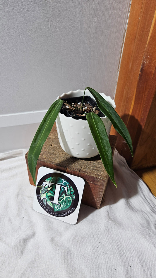 Anthurium Pallidiflorum Super Black "format MOYEN"(ANT-449)