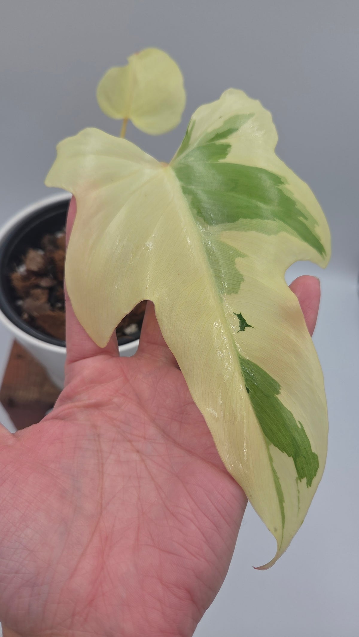 Philodendron Golden Dragon Variegata (PHI-1086)