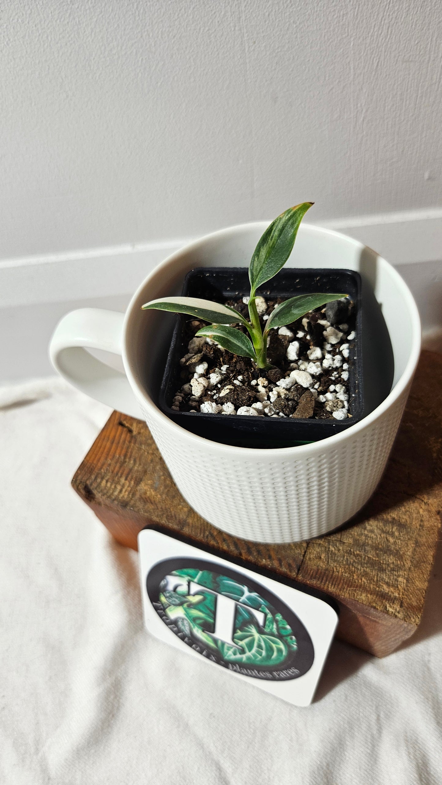 Scindapsus Hederaceus Blue Albo (SCI-1340)