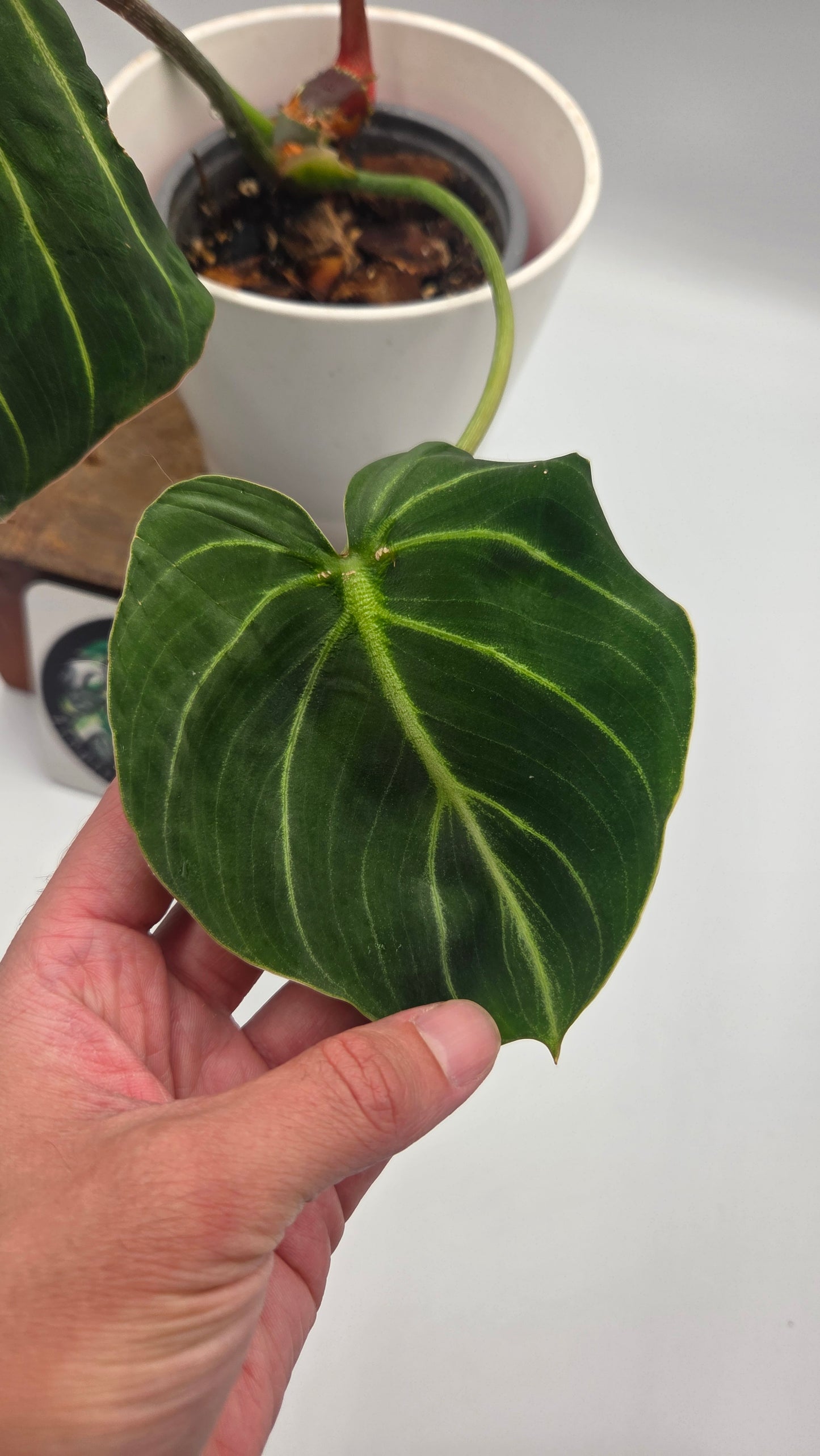 Philodendron Gloriosum Pink (PHI-1047)