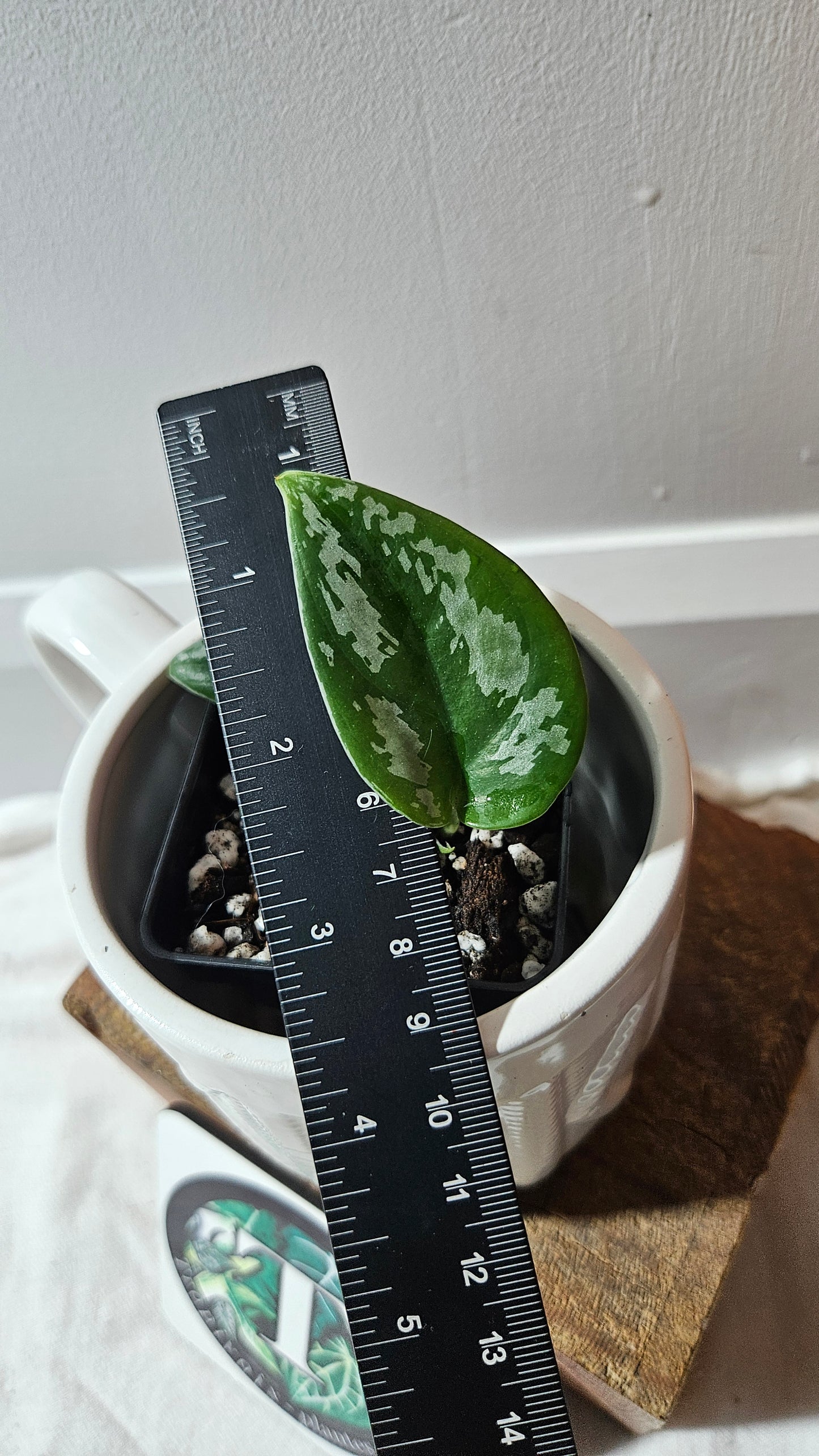 Scindapsus Dark Tricolore (SCI-1138)