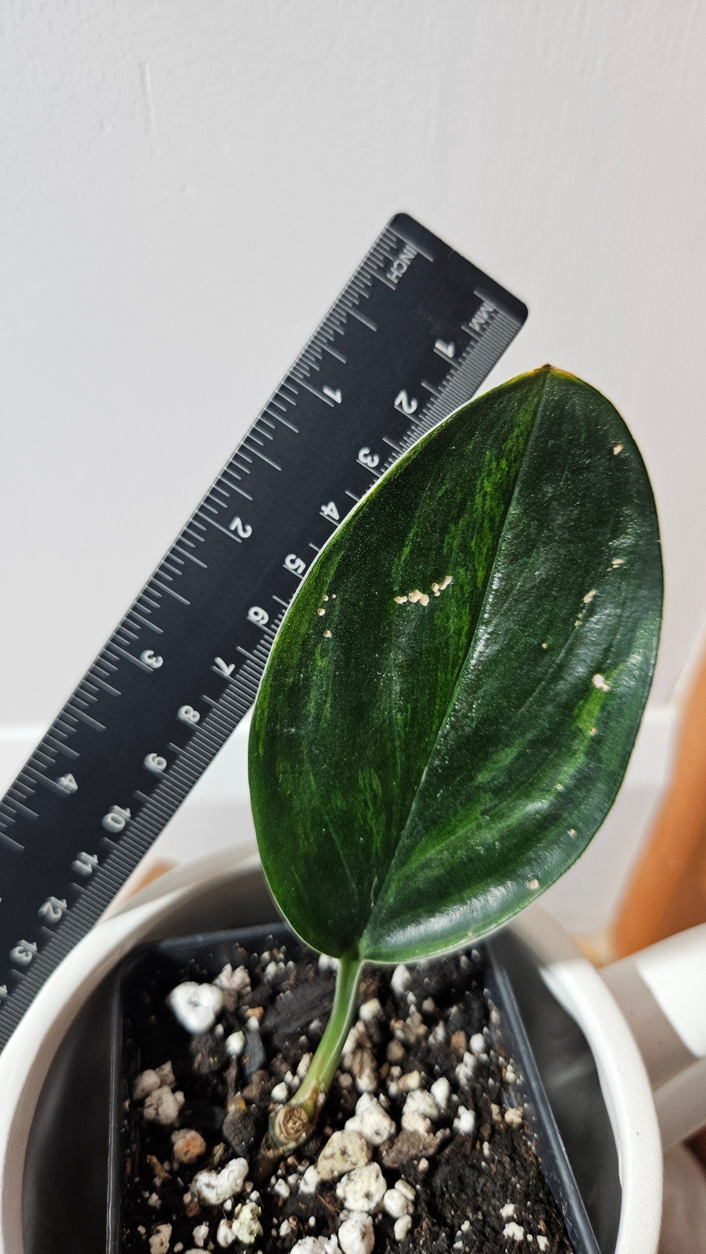 Scindapsus Treubii Dark Form Néon/Mutation (SCI-1276)