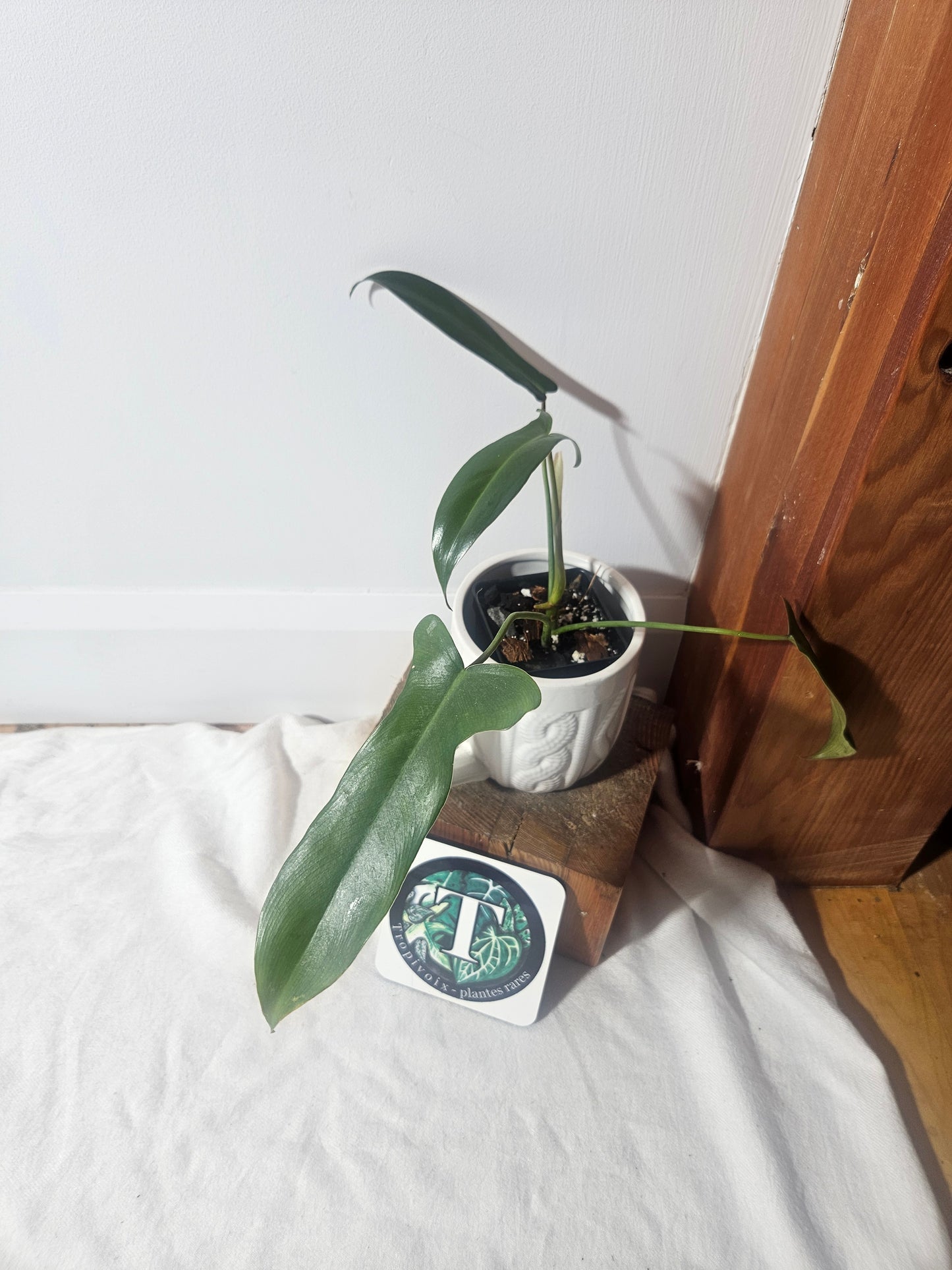 Philodendron Longilobatum (PHI-400)