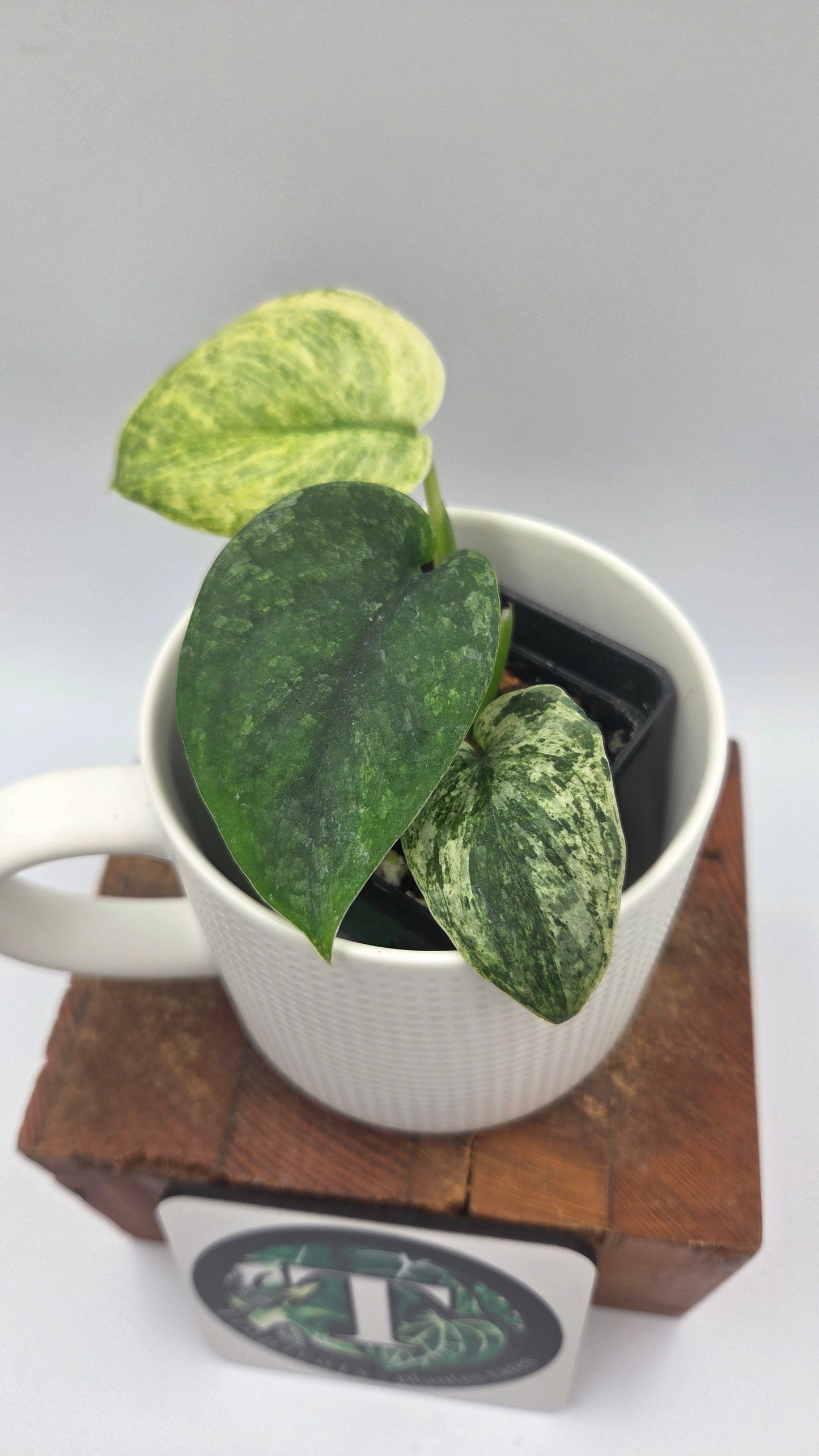 Scindapsus Silver Satin albo (SCI-1148)