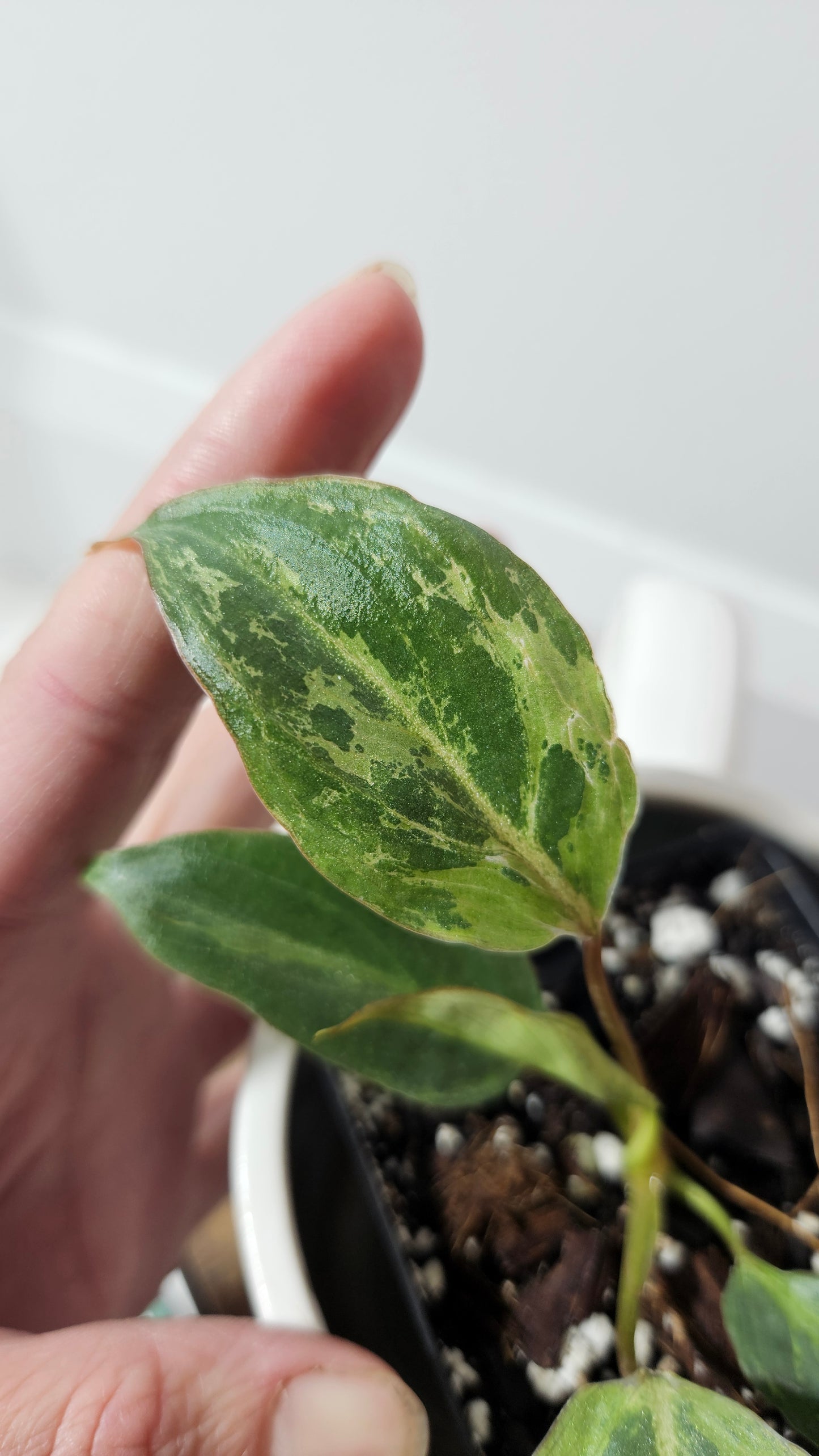 Philodendron Gloriosum "Snow leopard" (PHI-609)