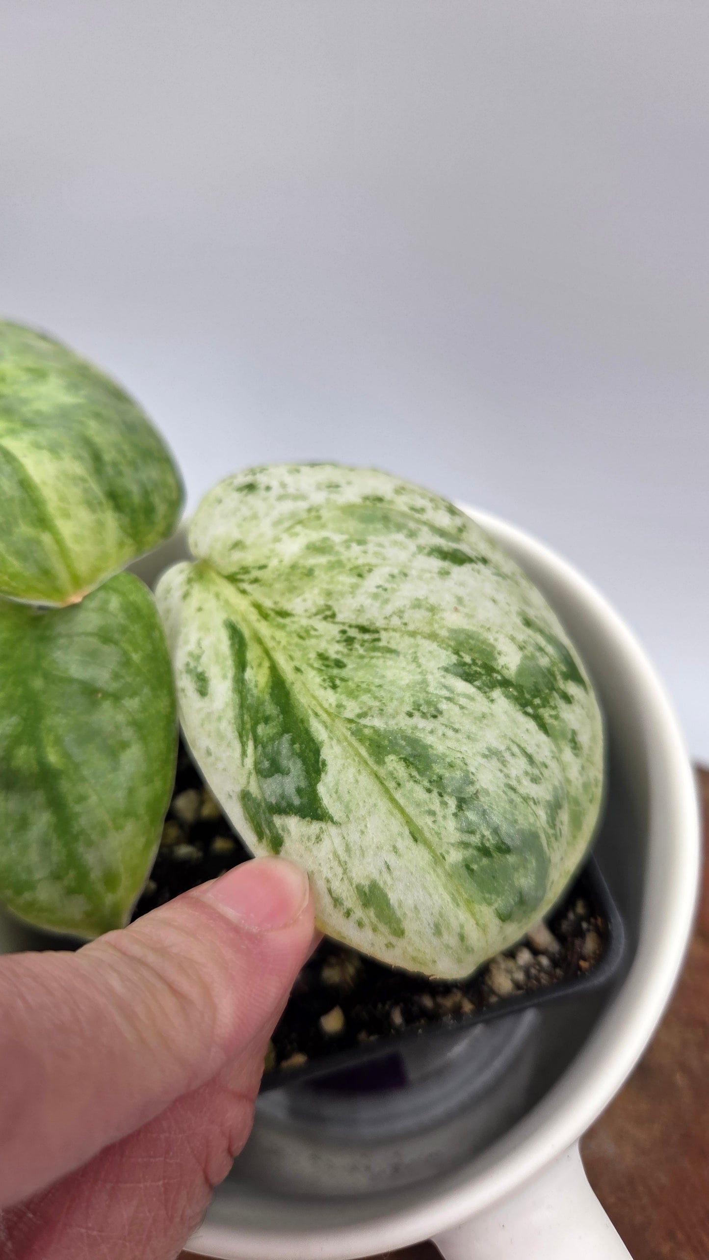 Scindapsus Black Dragon Variegata (SCI-857)
