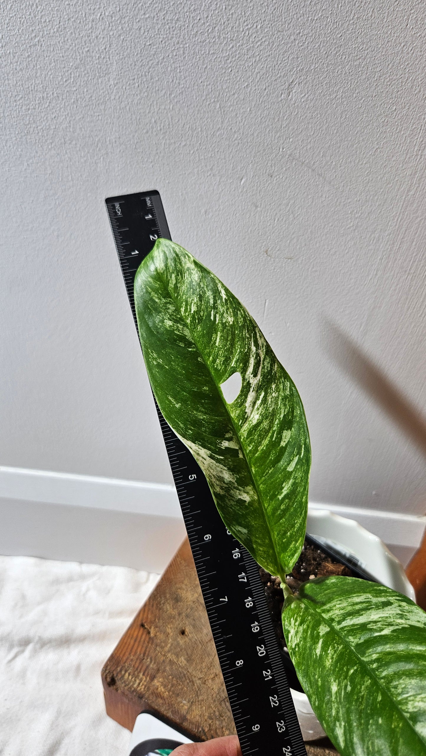 Rhaphidophora Megasperma Variegata (AUT-074)