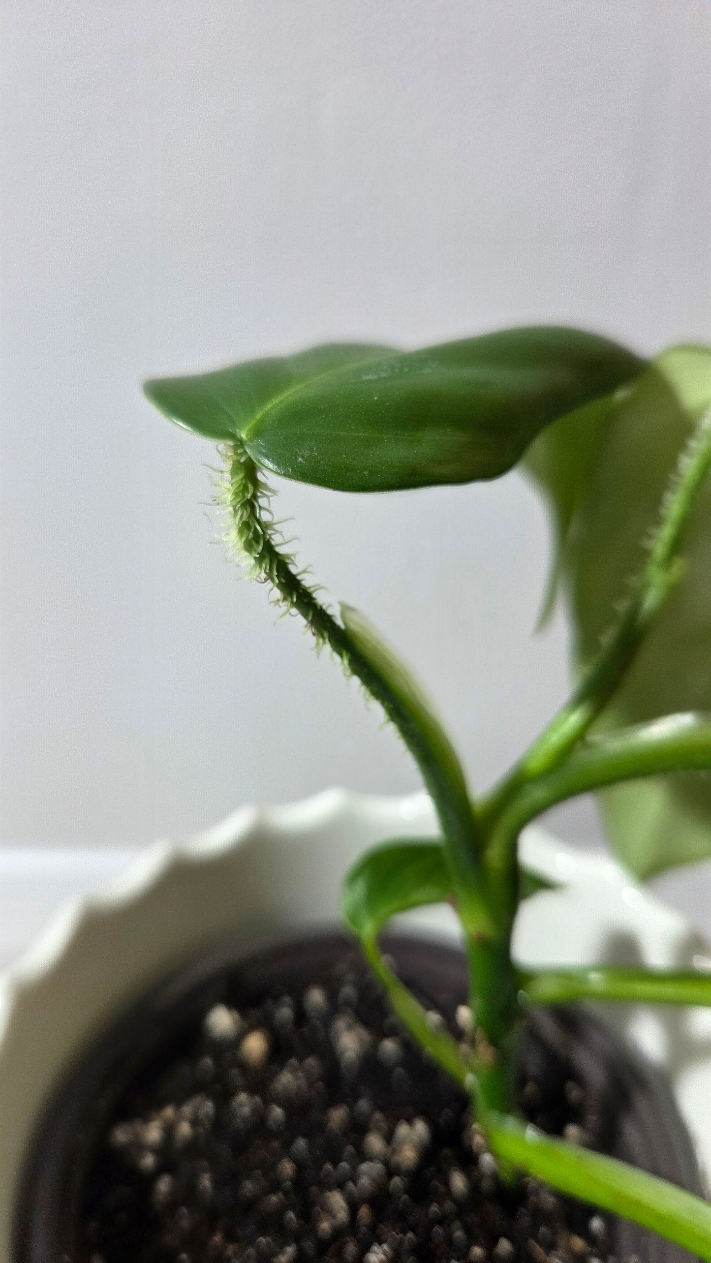 Philodendron Genevievianum (PHI-278)