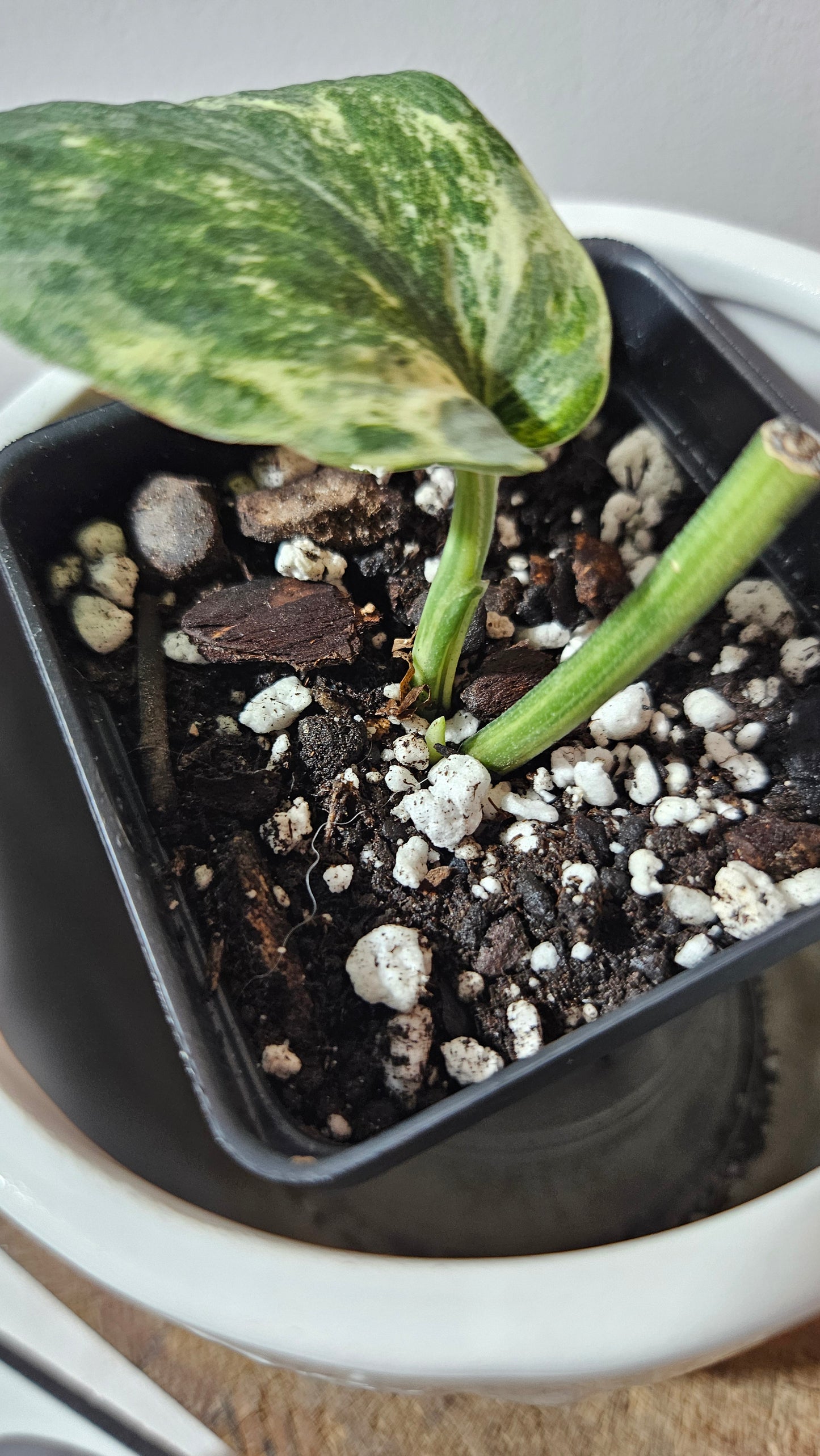 Scindapsus Silver Splash Tricolore (SCI-1154)