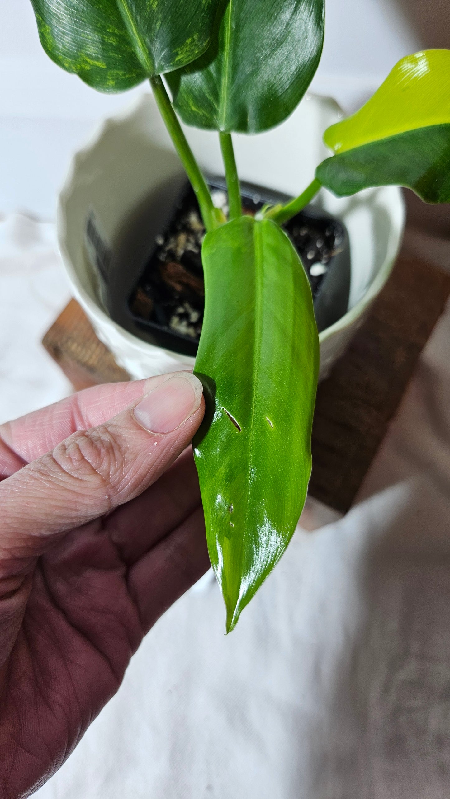 Philodendron Domesticum Variegata (PHI-667)