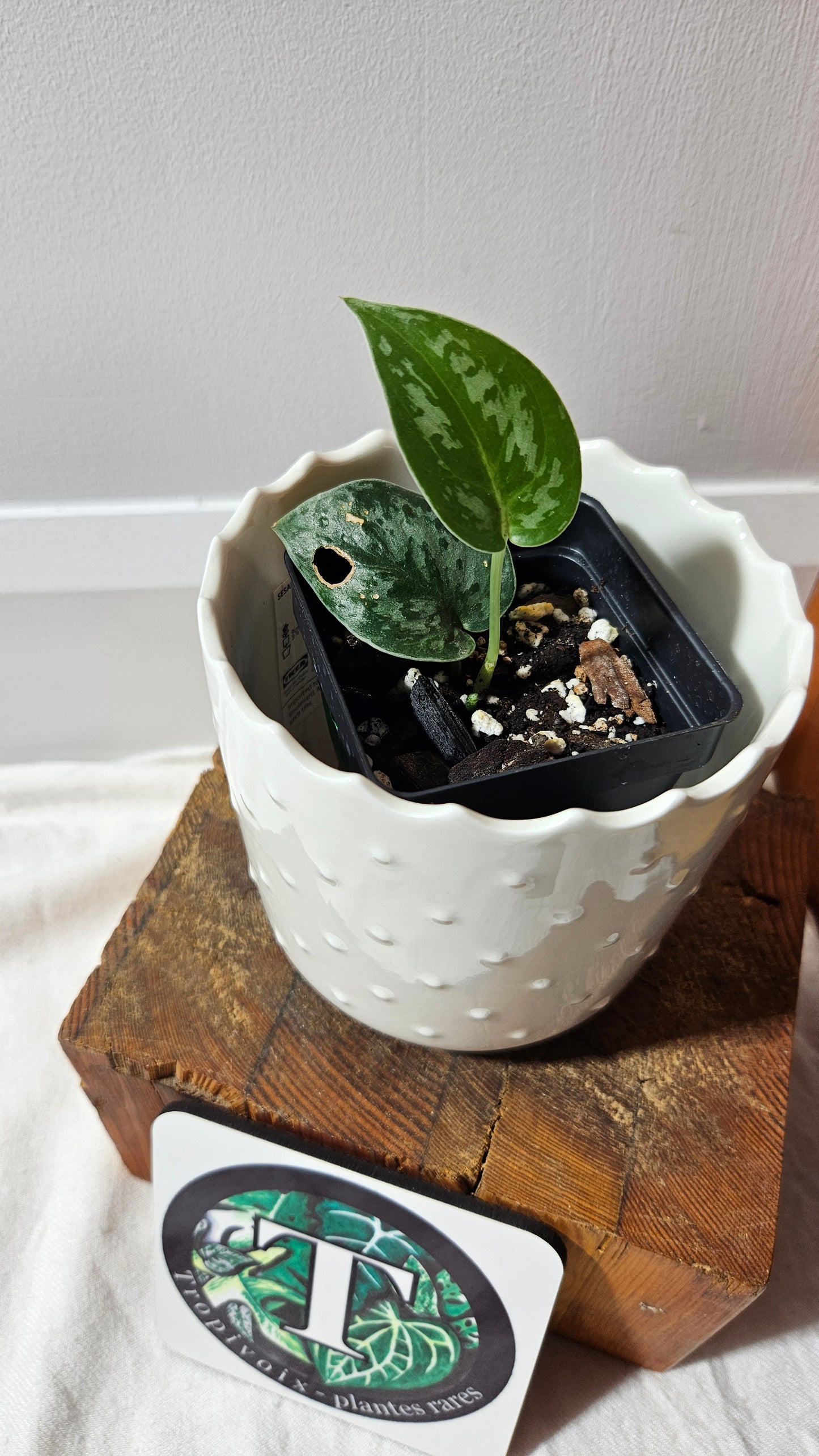 Scindapsus Black Exotica (SCI-1325)