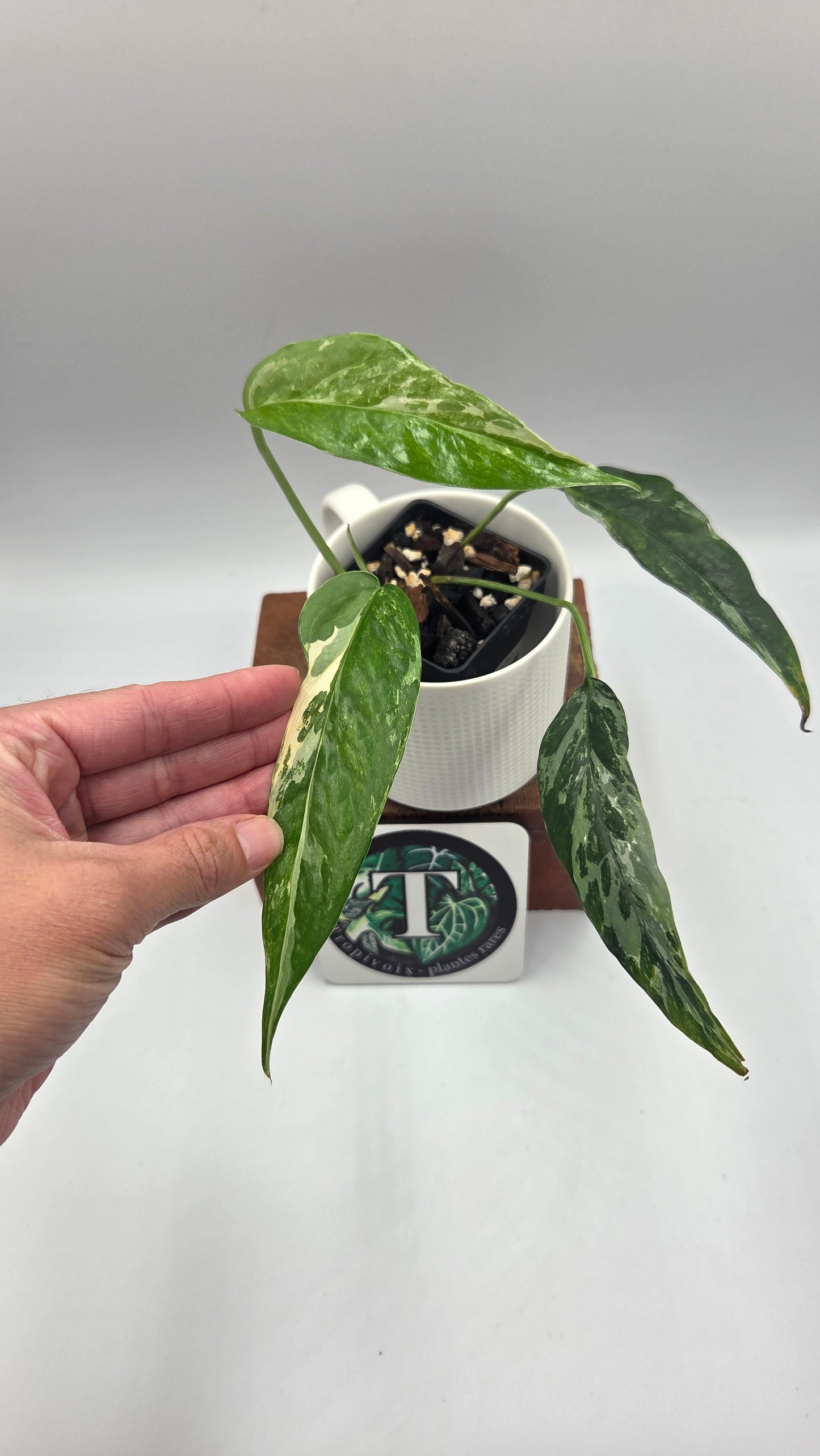 Epipremnum pinnatum Albo (EPI-249)