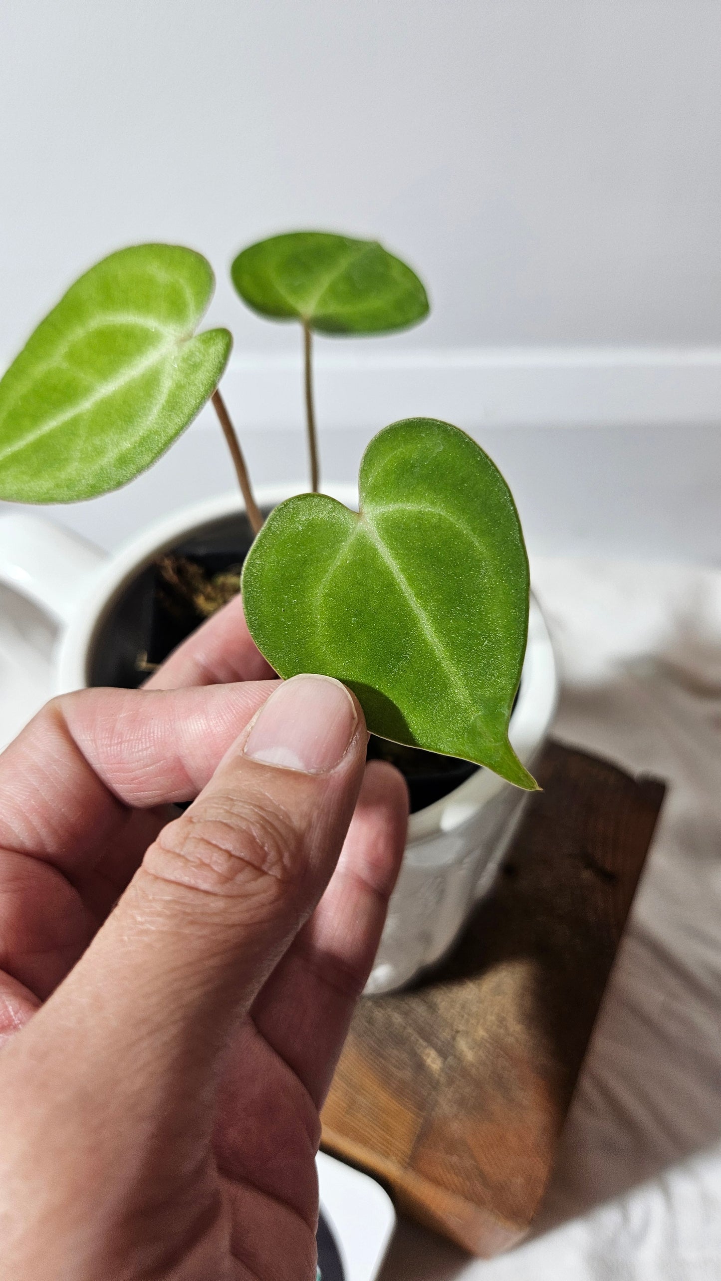 Anthurium  Clarinervium Tarentula "format SEEDLING" (ANT-179)