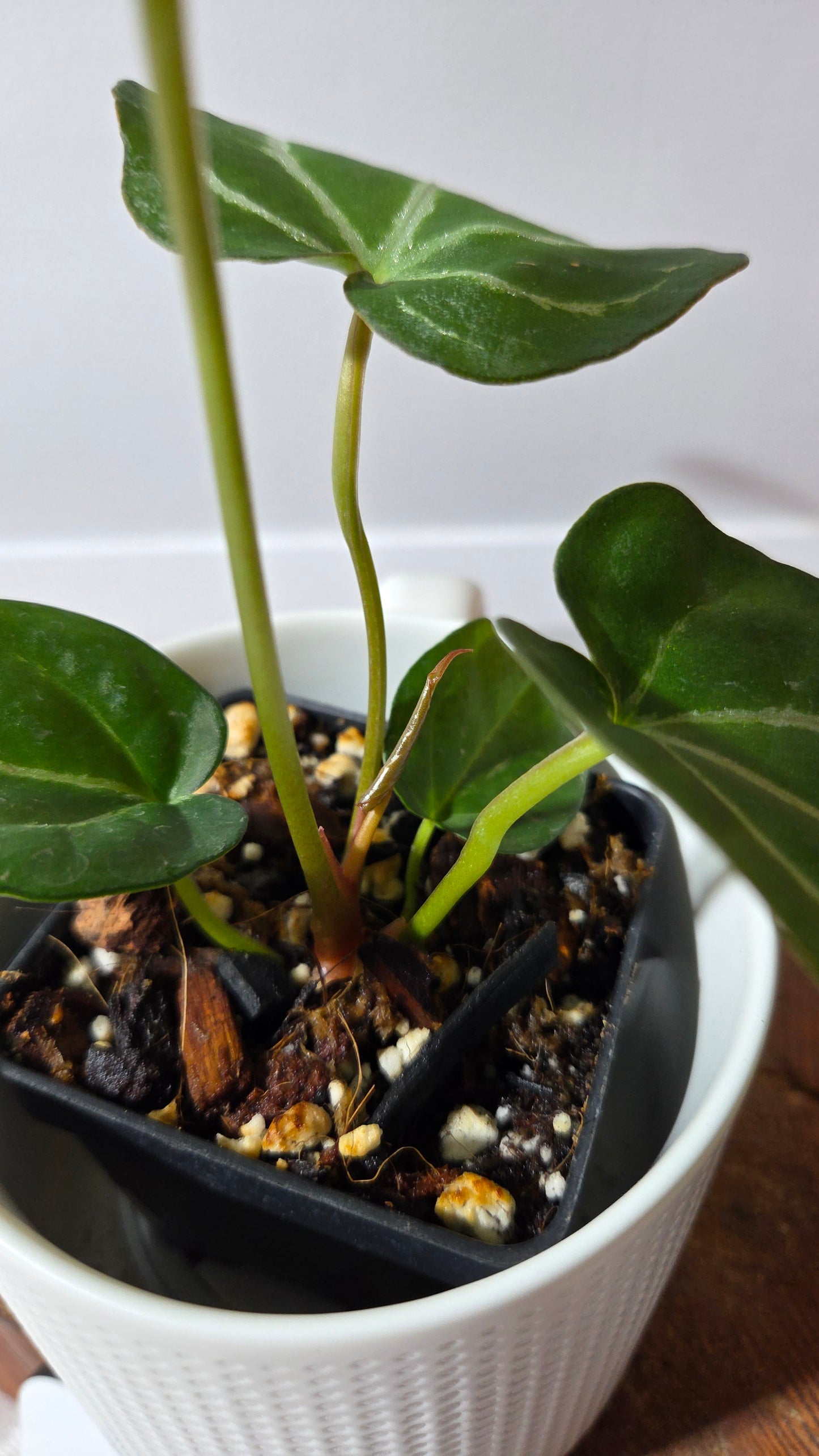 Anthurium Crystallinum Chocolate X Michelle "format MOYEN" (ANT-672)