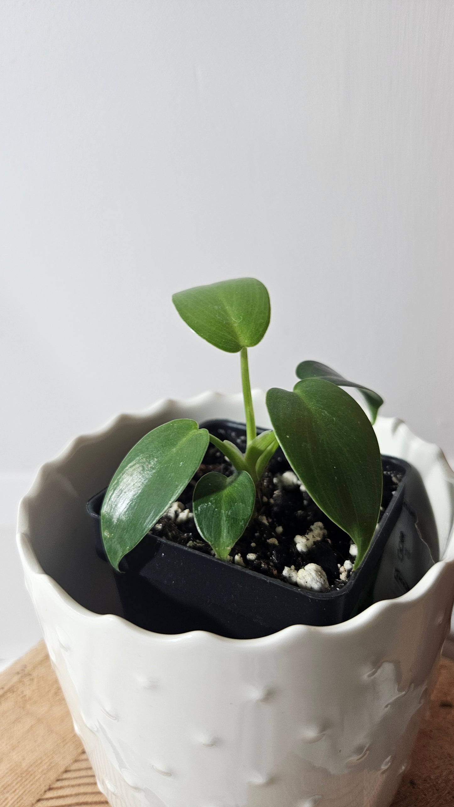 Philodendron Jerryhorne (PHI-660)