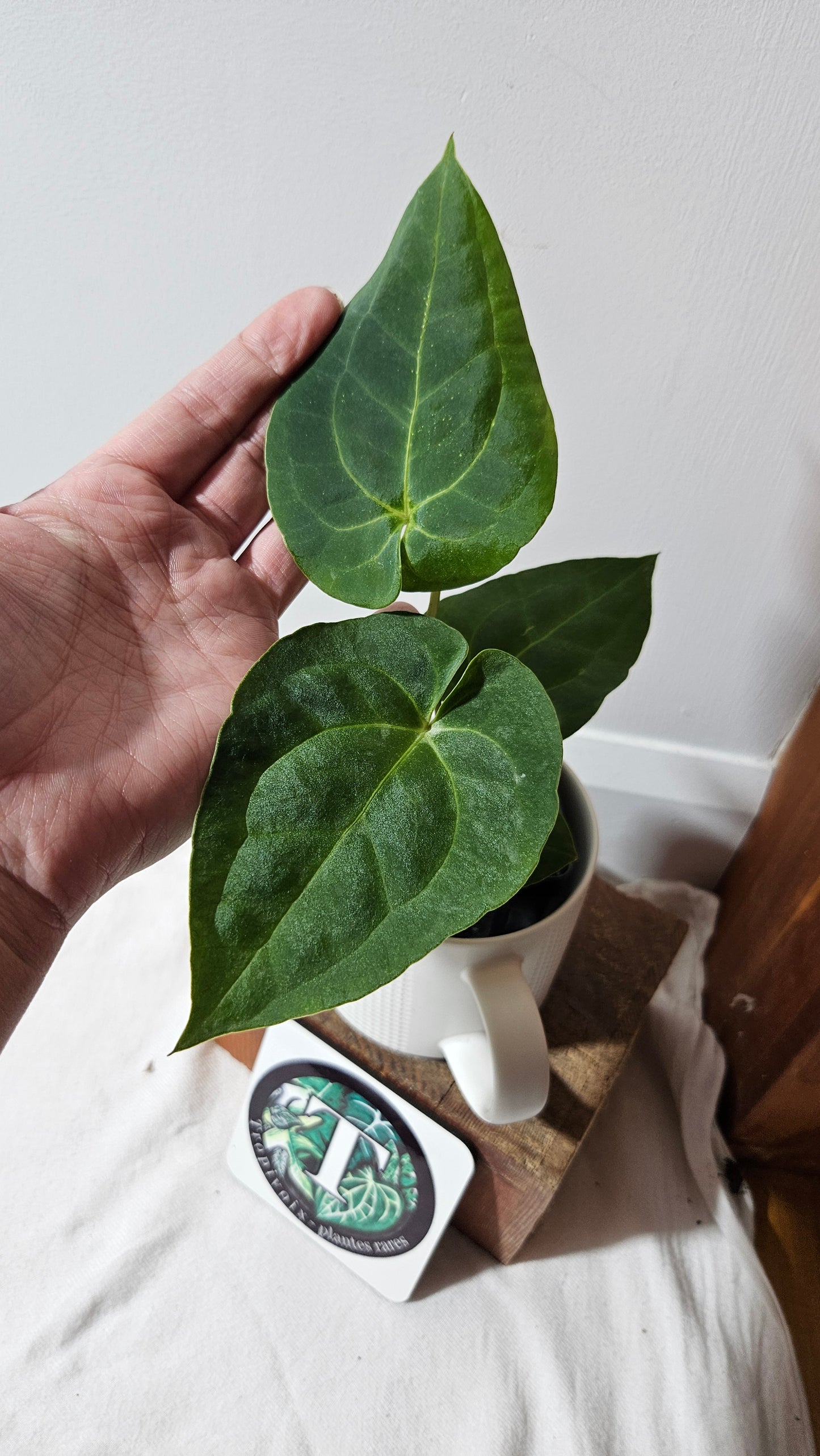 Anthurium Besseae Blue X Papillilaminum "Format MOYEN" (ANT-640)