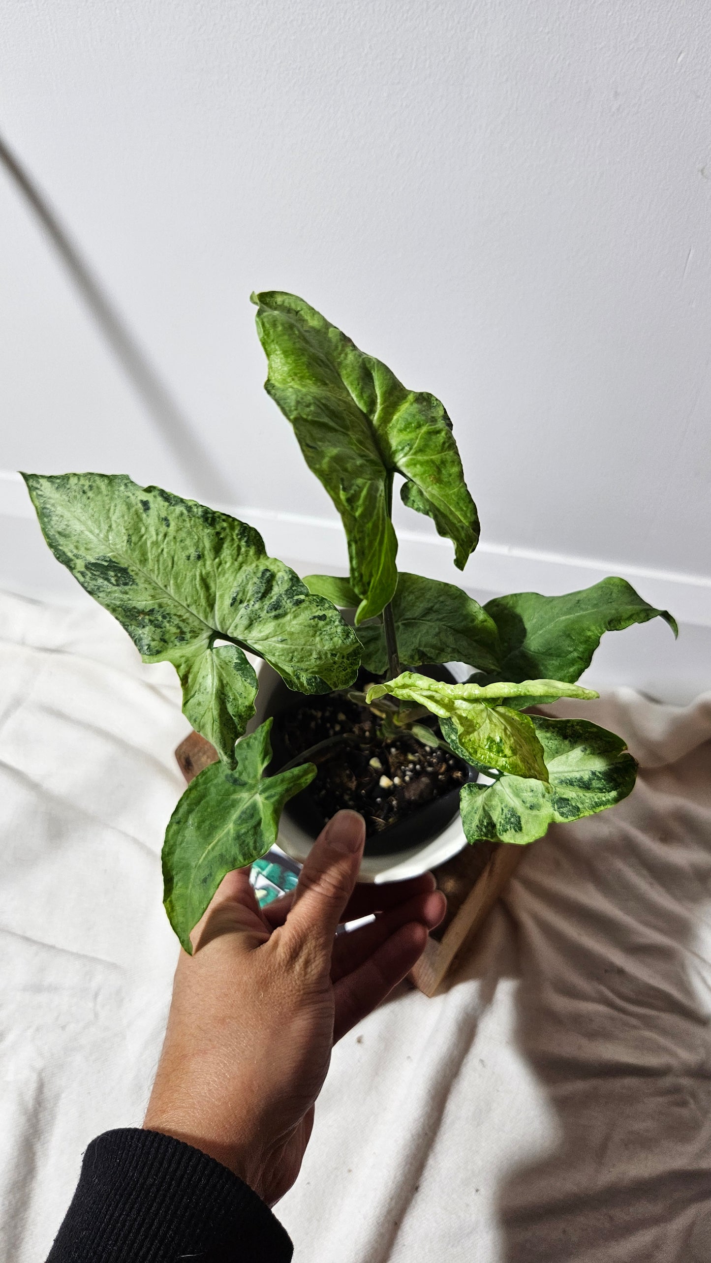 Syngonium Green Flecked (SYN-251)