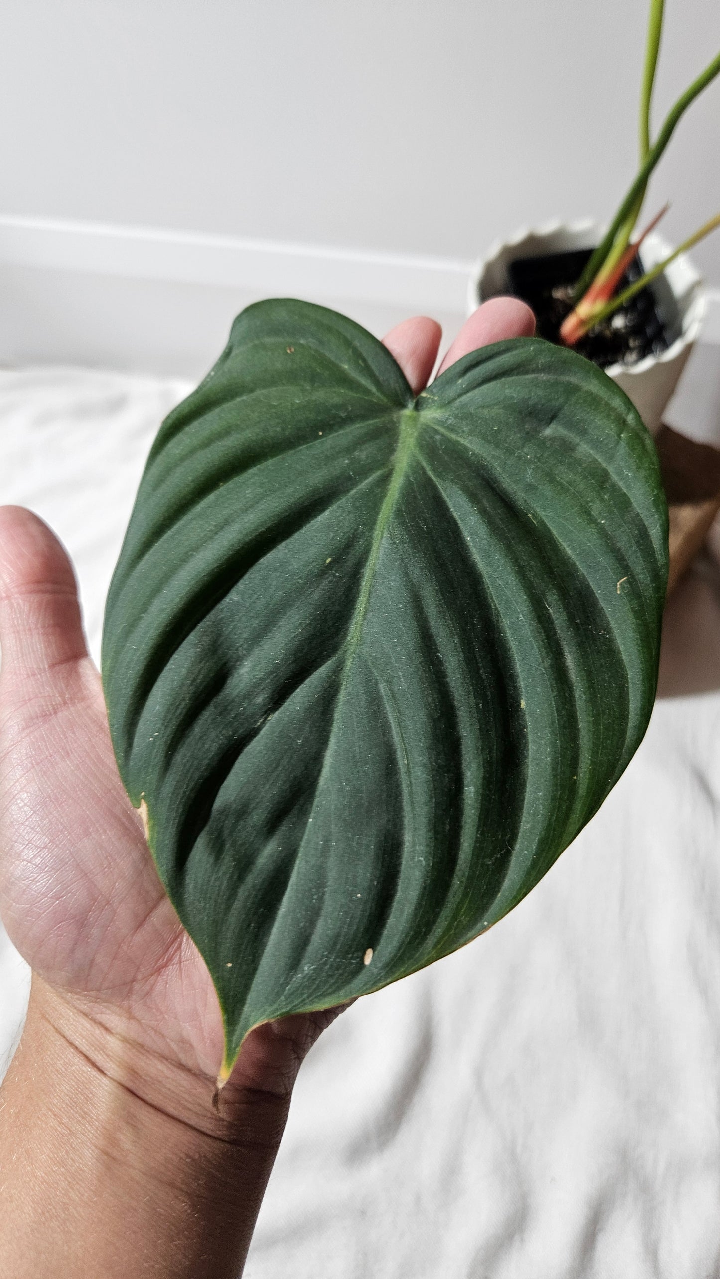 Philodendron Célébration/(Rubrijuvenile X Pastazanum) (PHI-929)