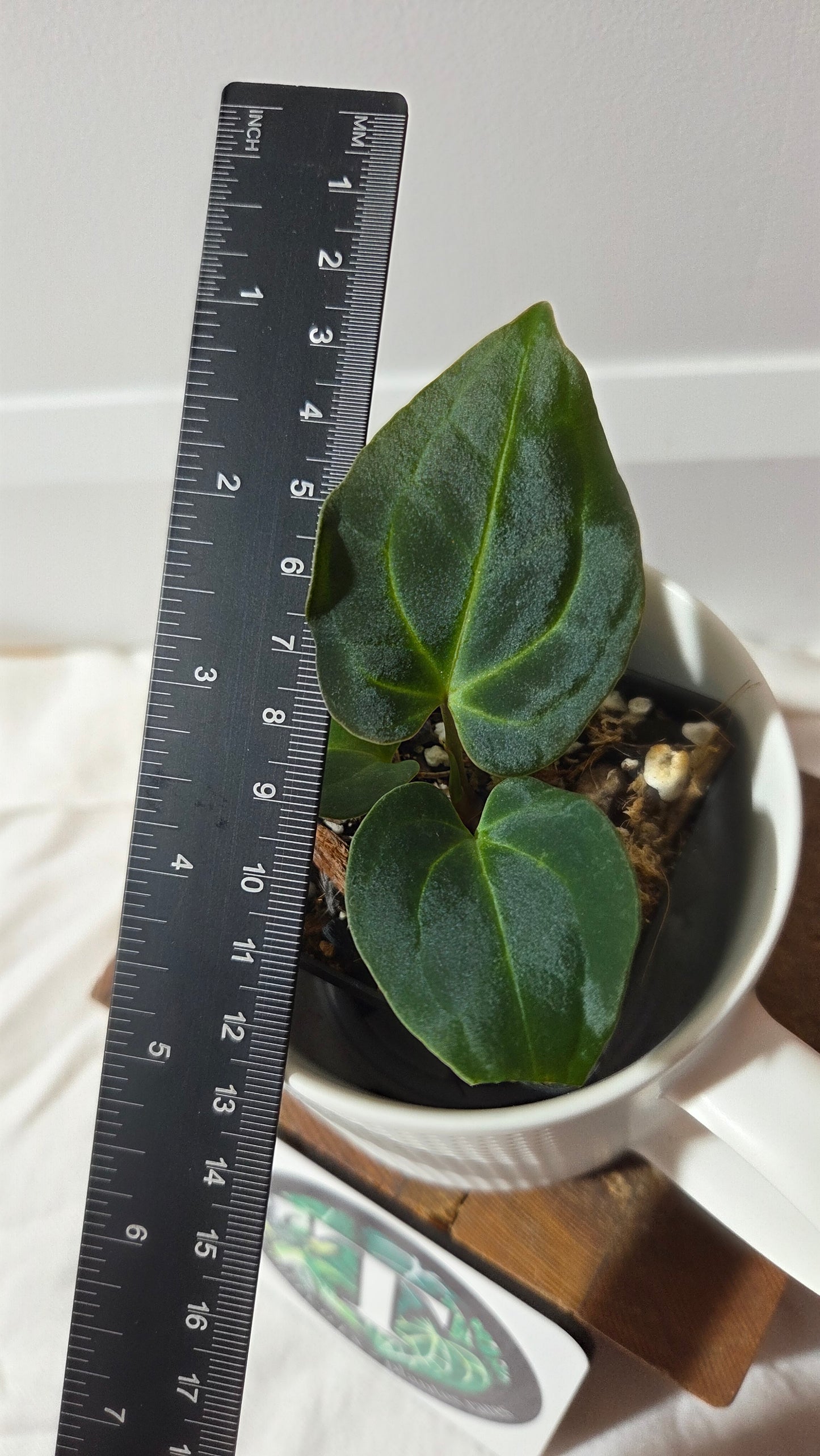 Anthurium Besseae Aff Blue "Format PETIT" (ANT-668)