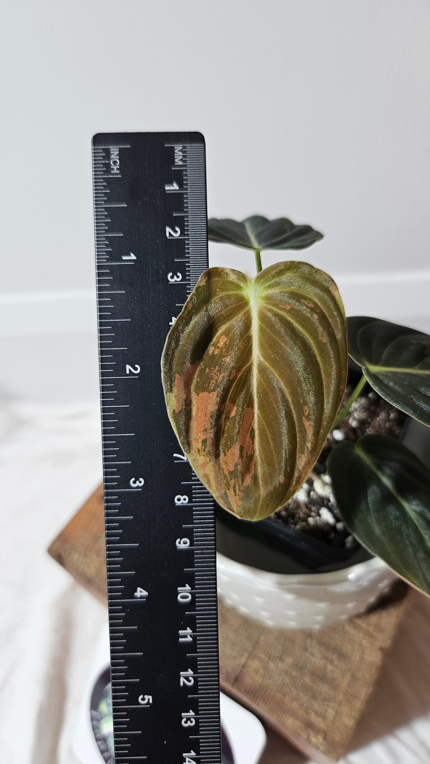 Philodendron Melanochrysum Variegata (PHI-553)