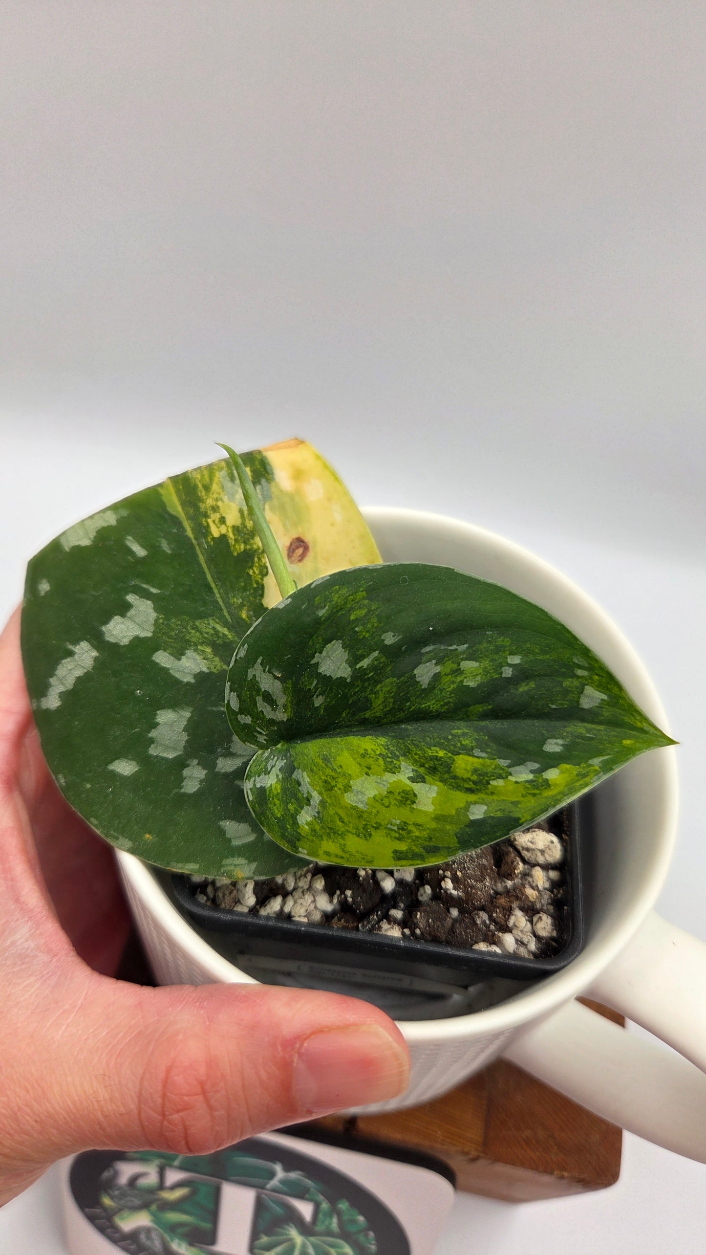 Scindapsus Sentarum (SCI-1131)