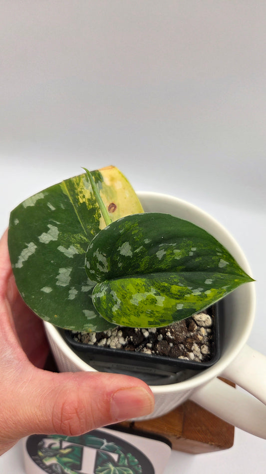 Scindapsus Sentarum (SCI-1131)