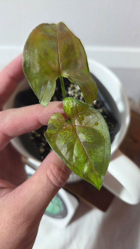 Syngonium Matcha Sprinkle (SYN-484)