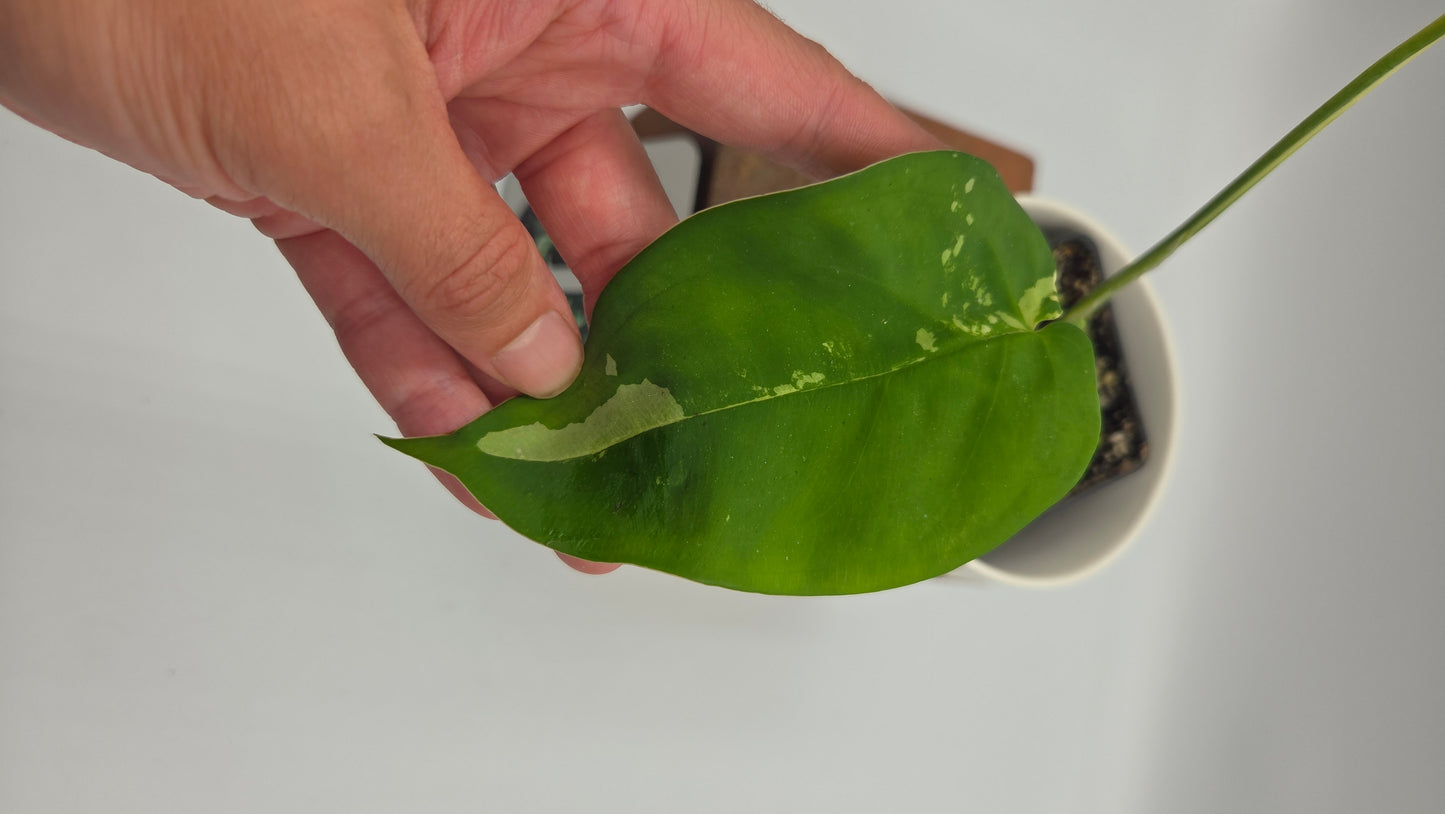 Syngonium Chiapense Albo (SYN-452)