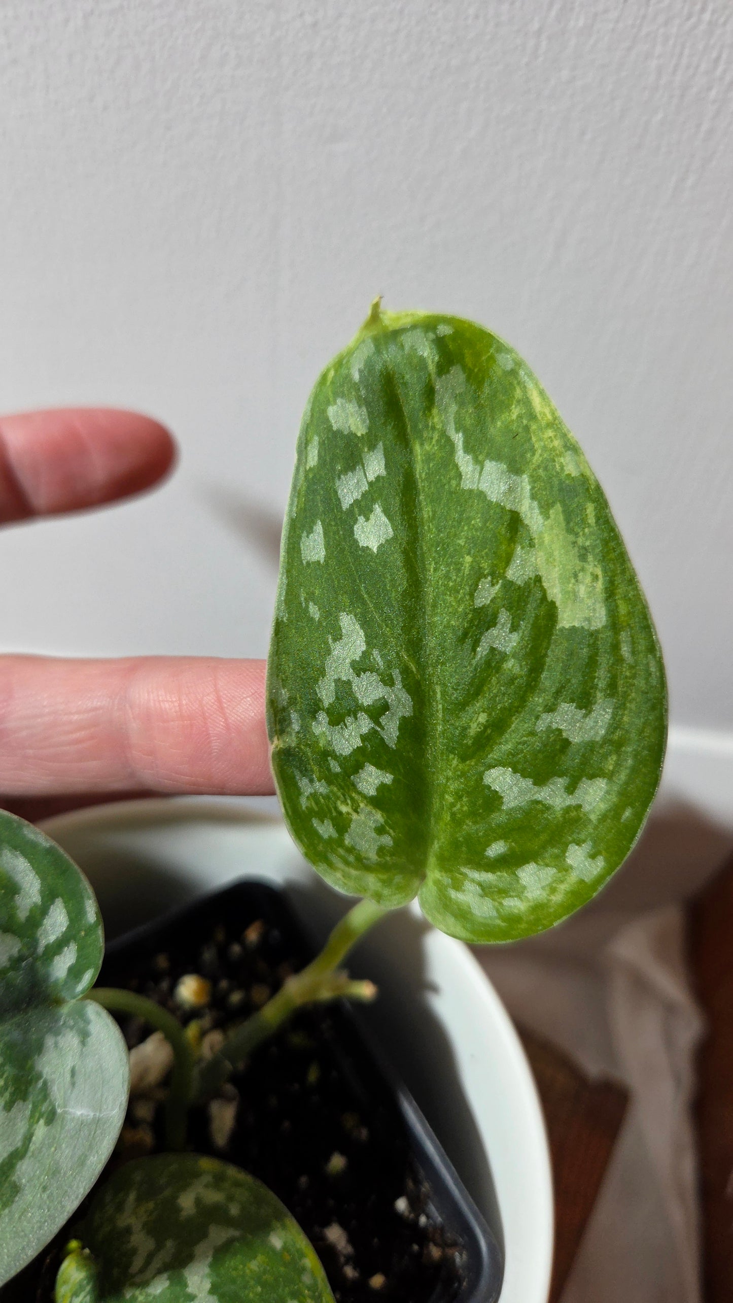 Scindapsus Argyraeus Variegata (SCI-1423)