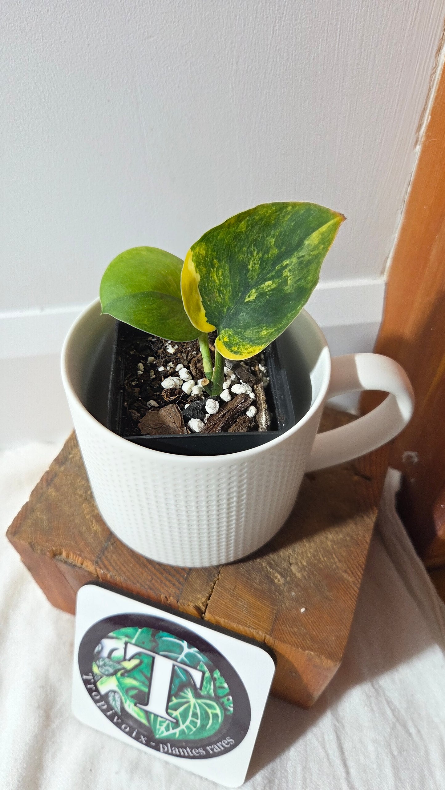 Scindapsus Parahiyangan (SCI-1380)