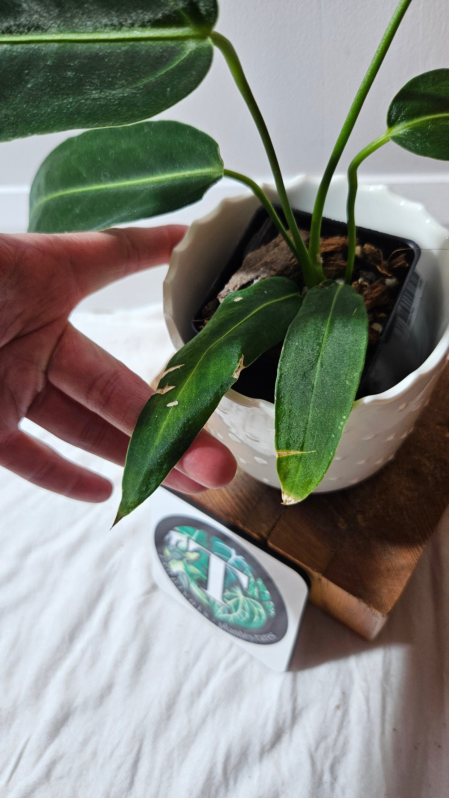 Anthurium Warocqueanum Dark "format MOYEN"(ANT-605)