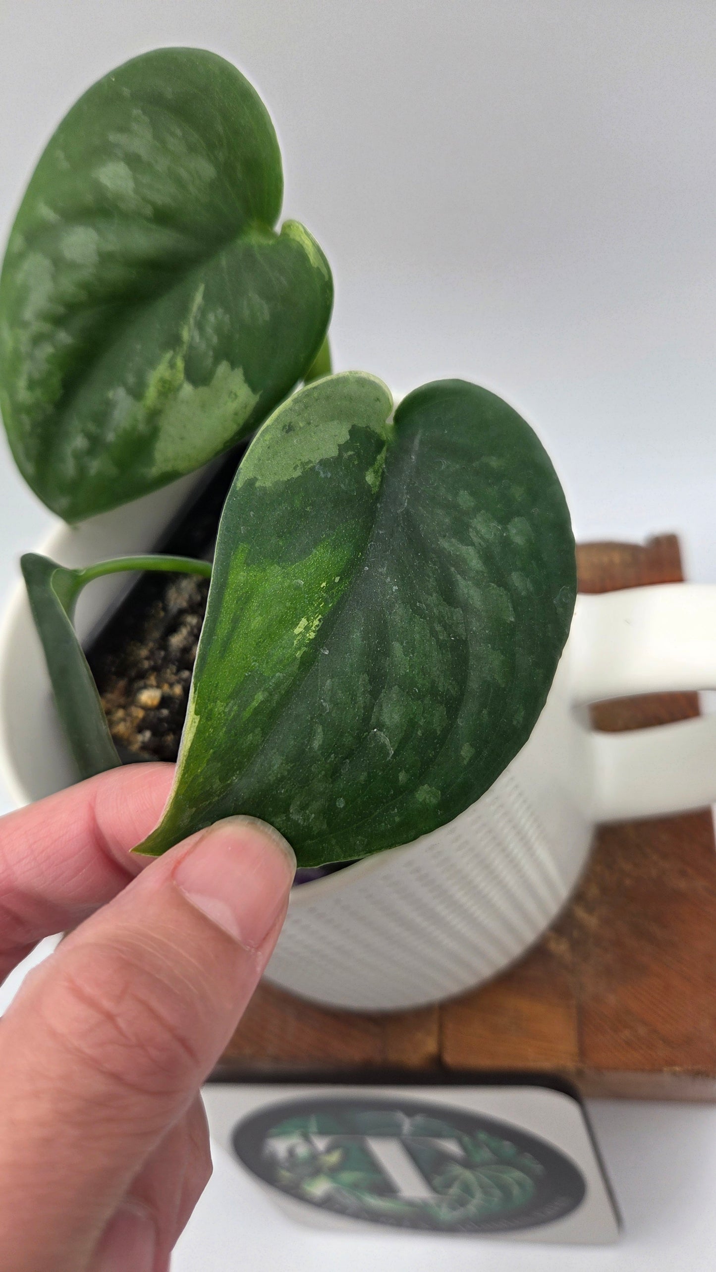 Scindapsus Silver Splash "Green on Green" (SCI-1433)